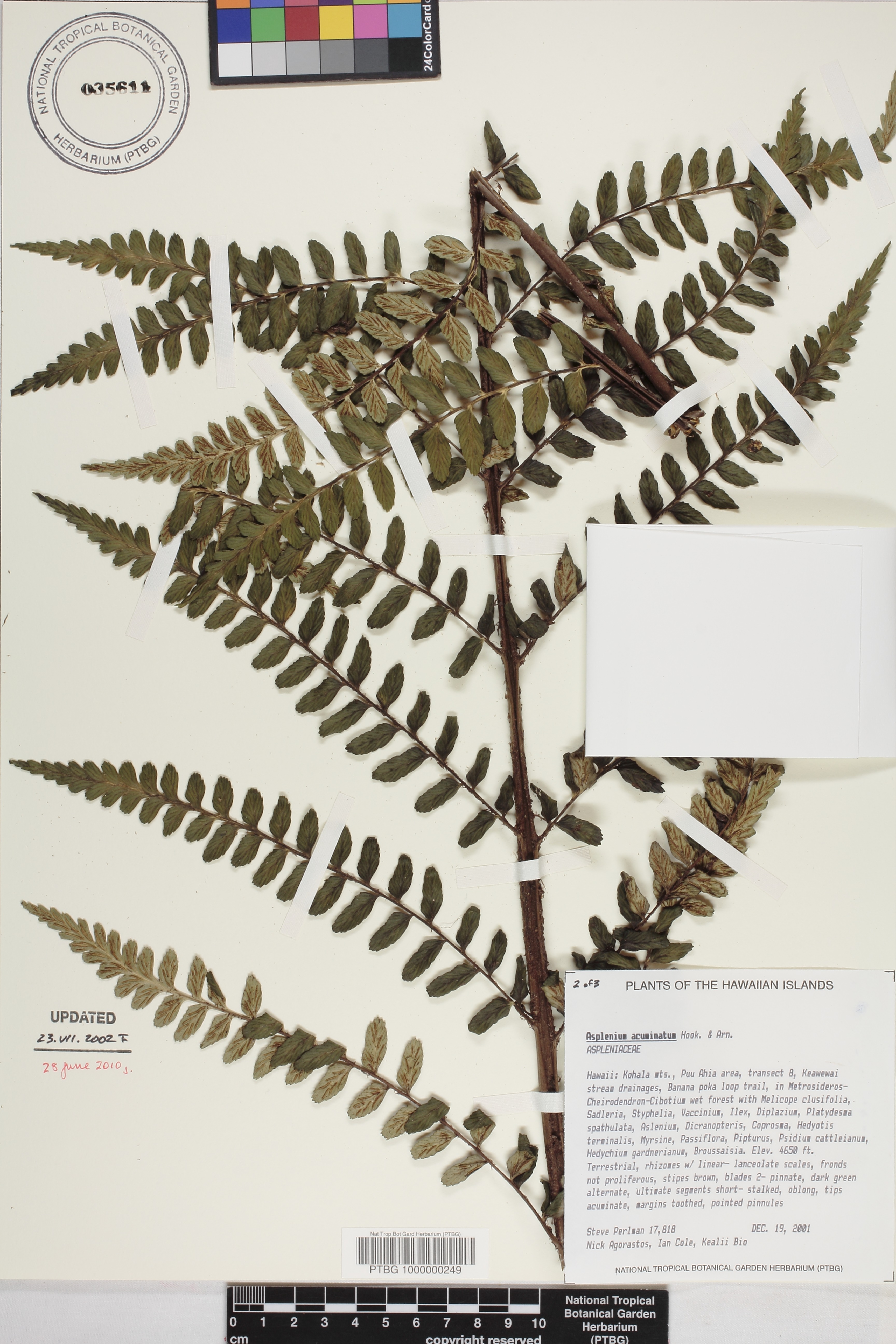 Asplenium acuminatum image