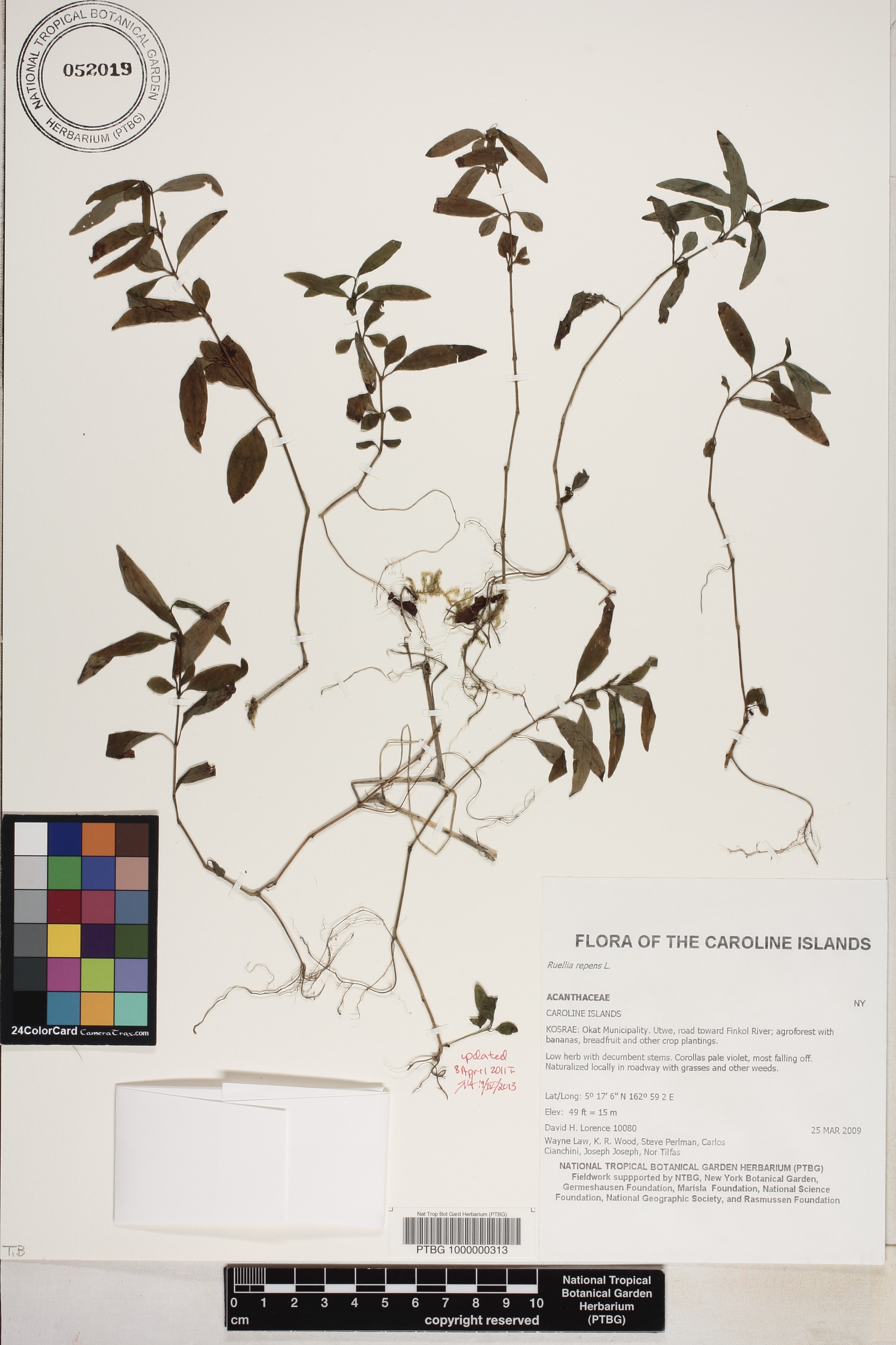 Ruellia image