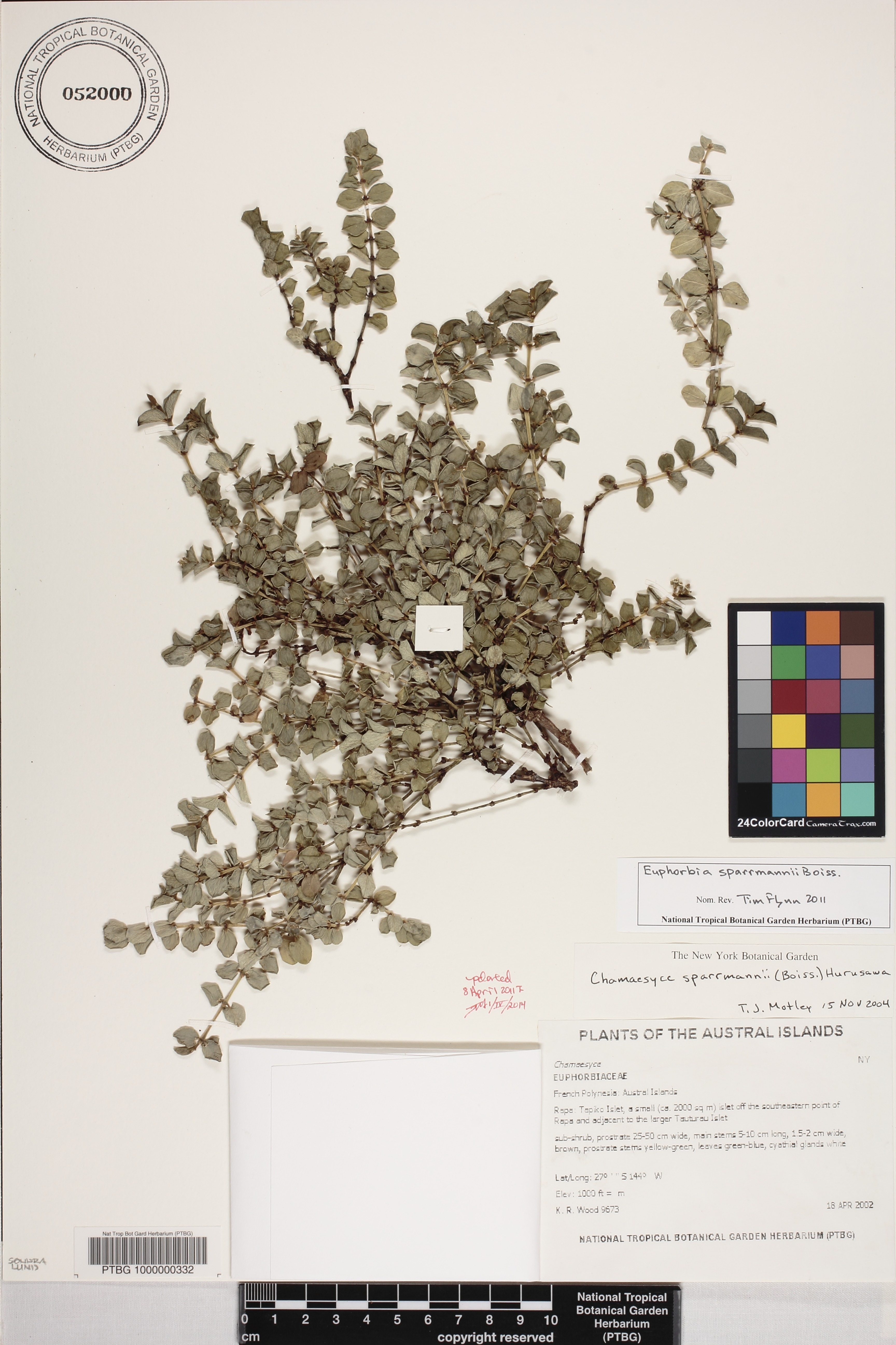 Euphorbia sparrmanii image