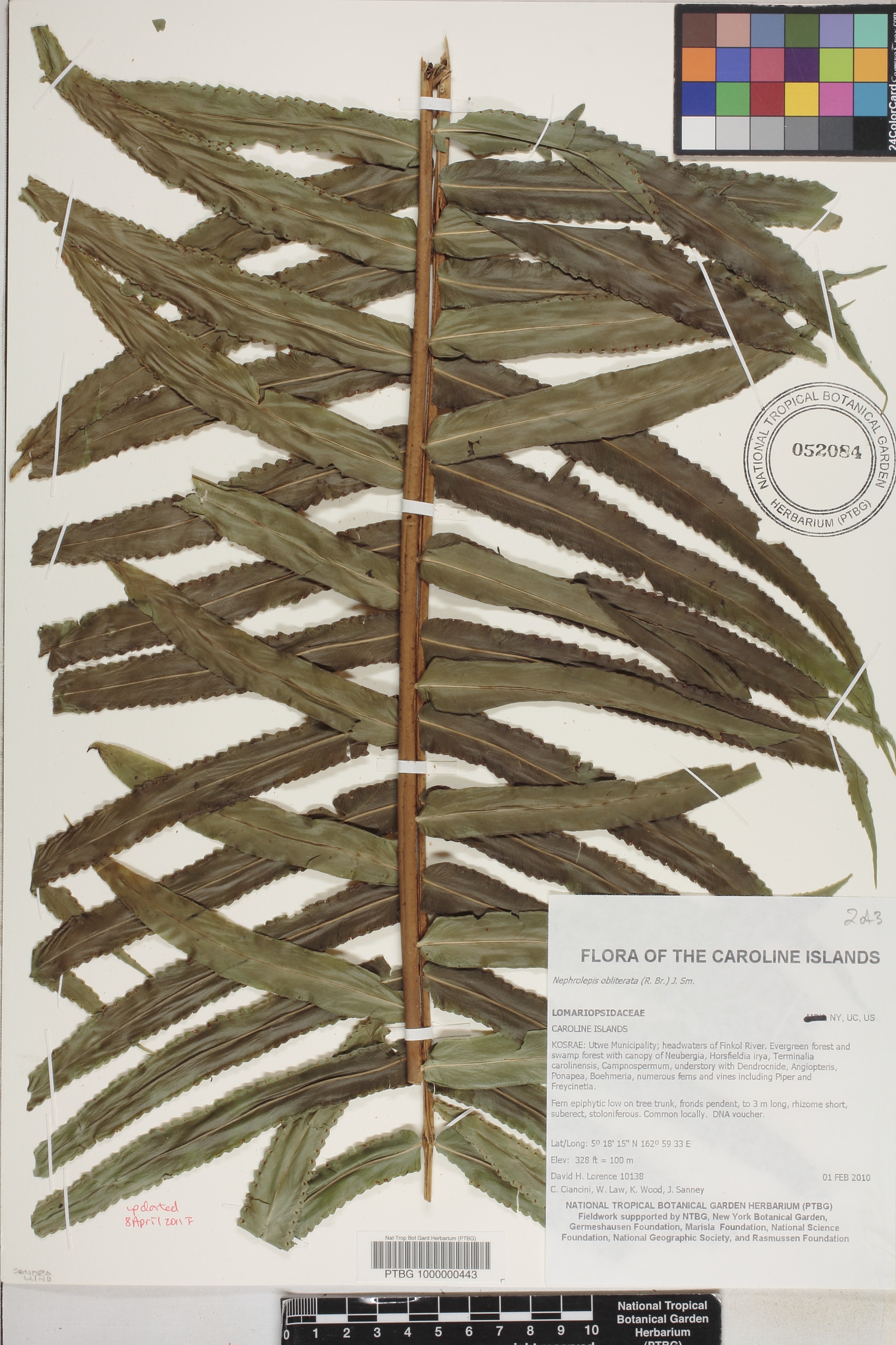 Nephrolepis image