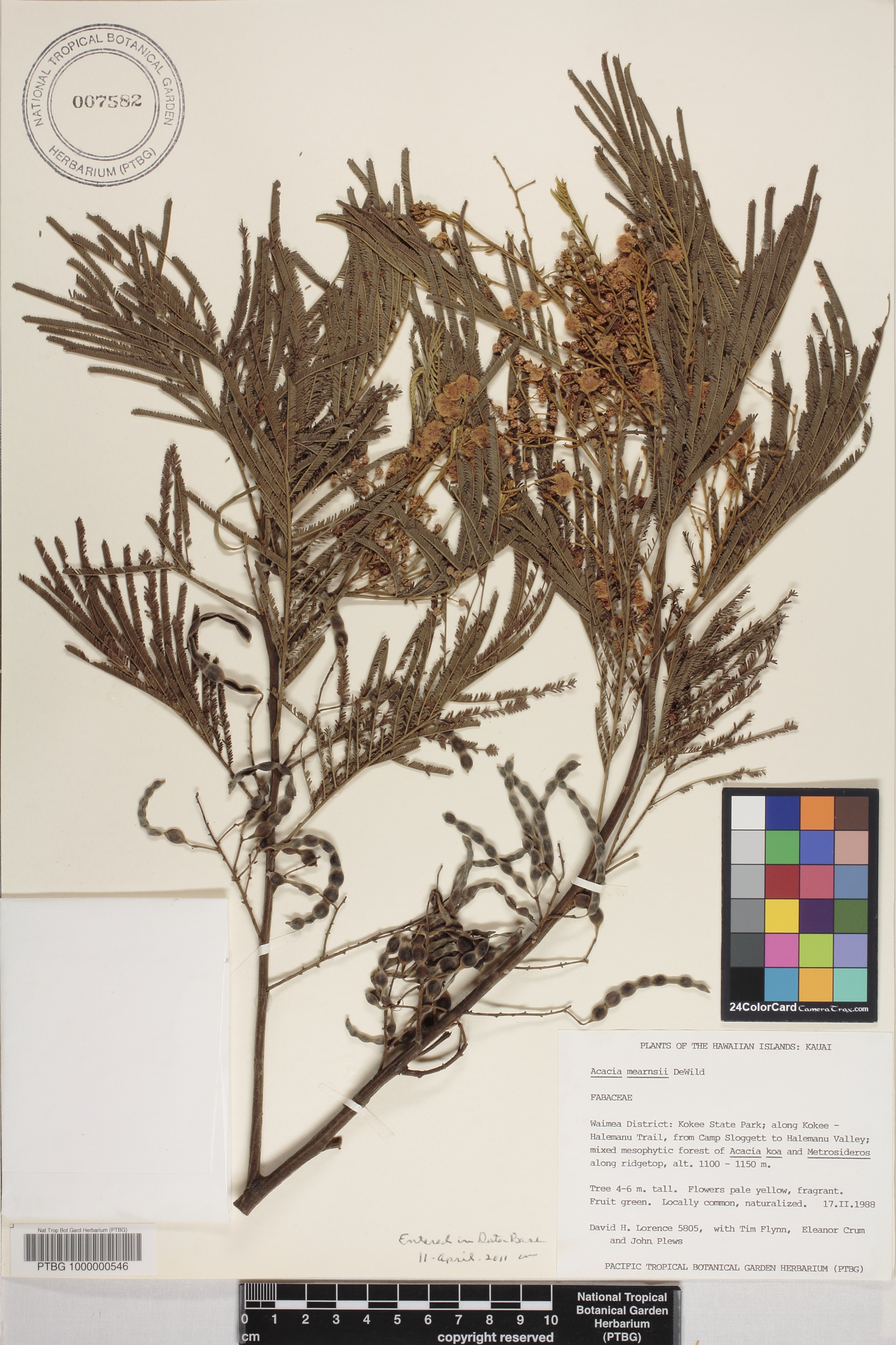 Acacia mearnsii image