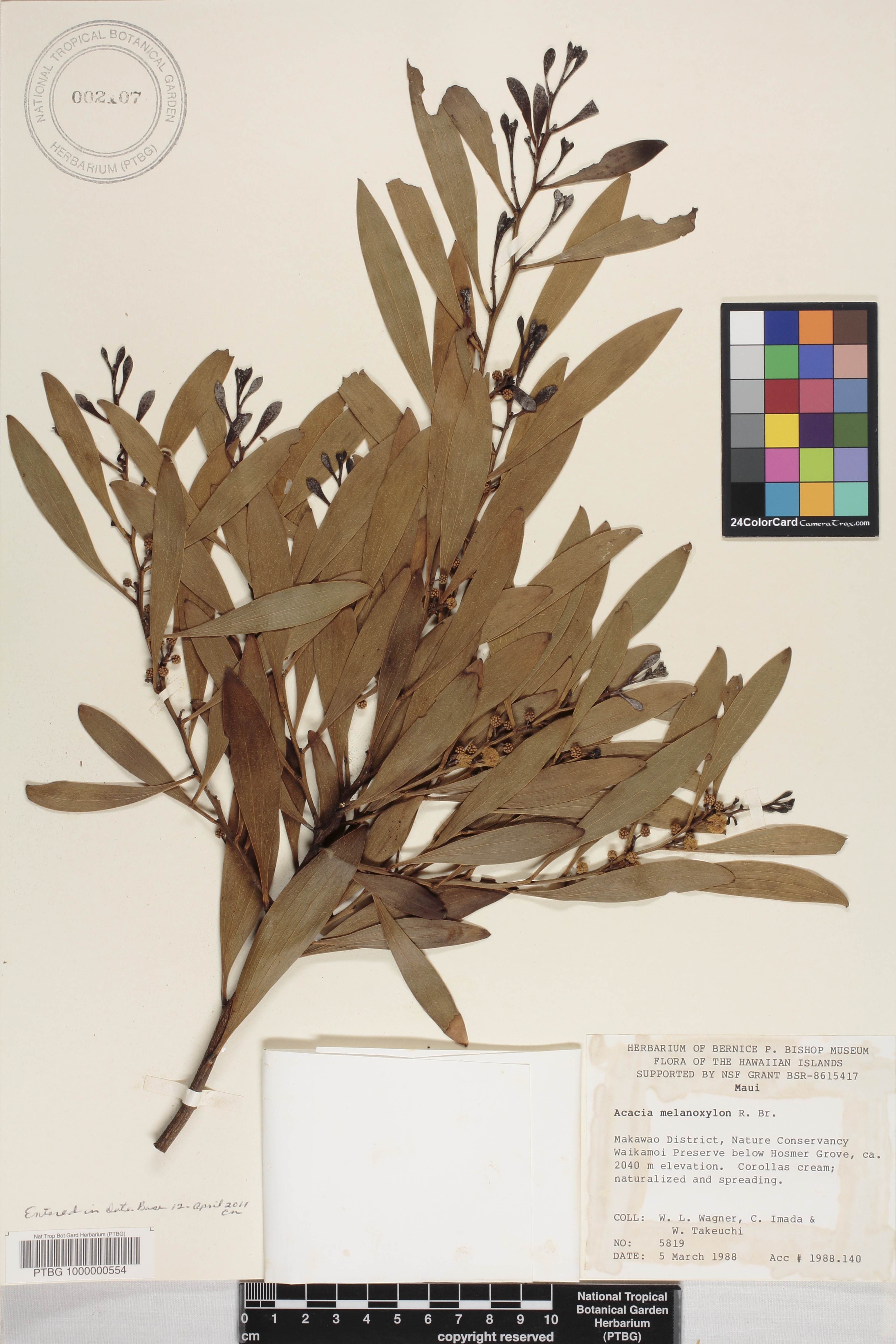 Acacia melanoxylon image