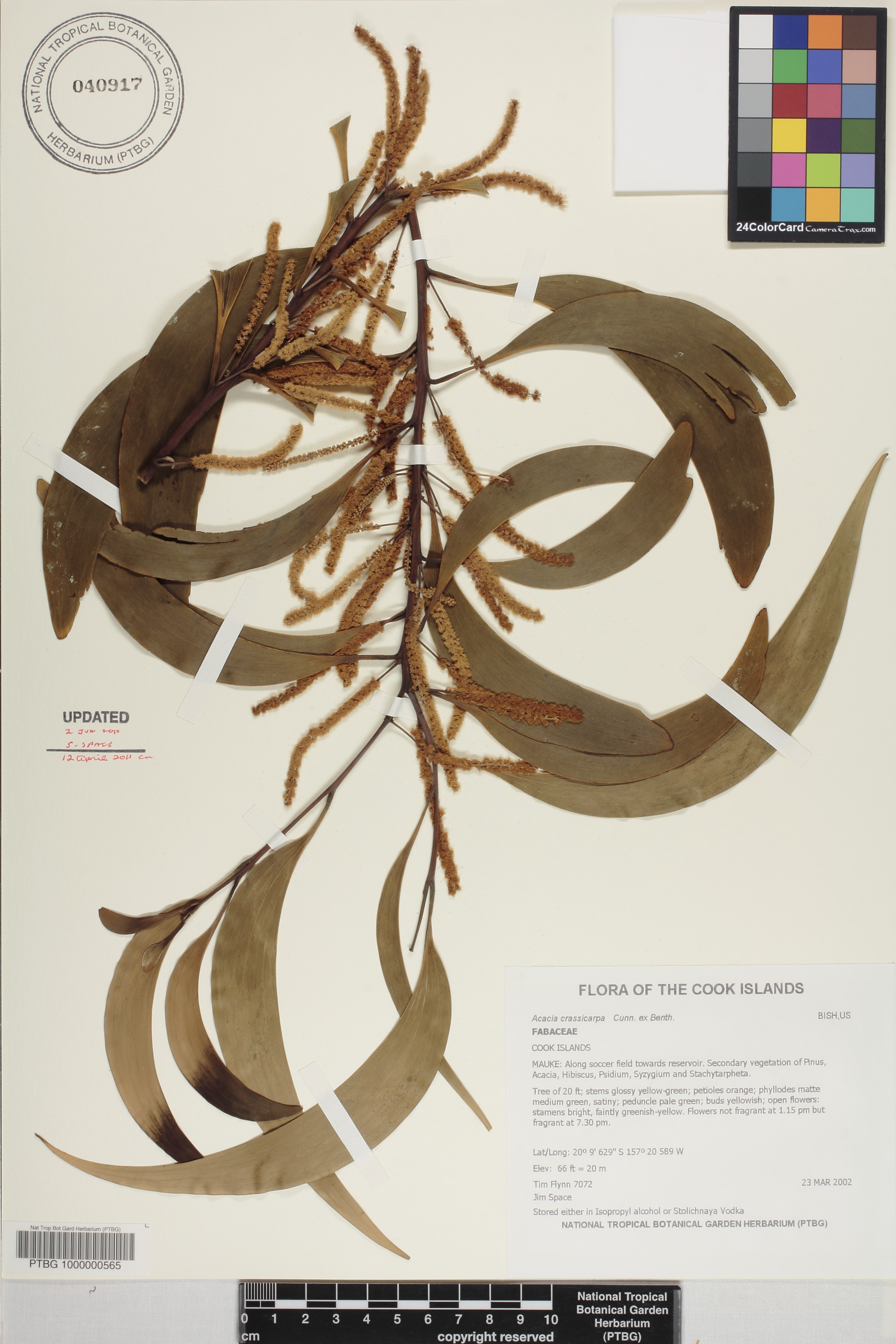 Acacia crassicarpa image