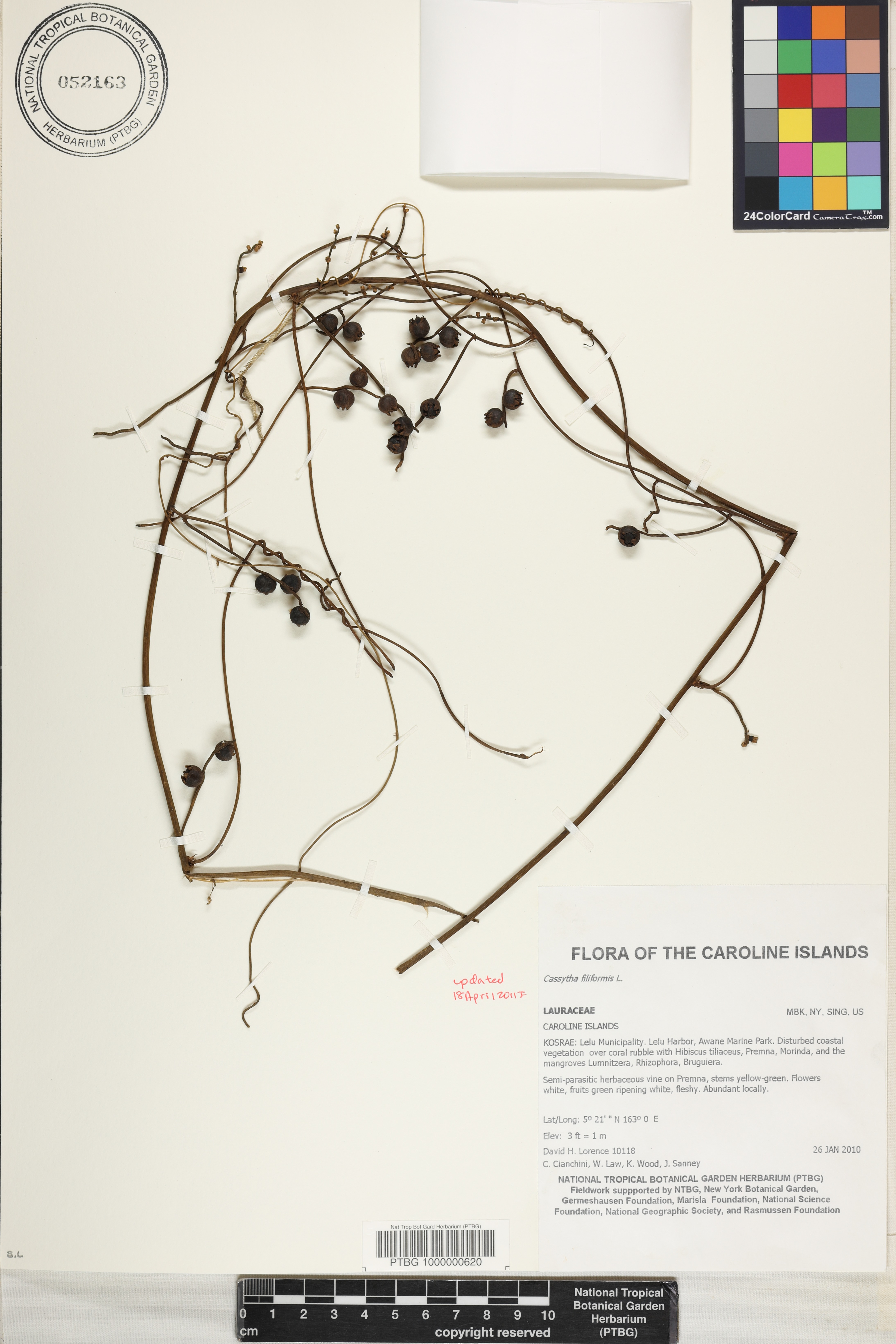 Cassytha filiformis image