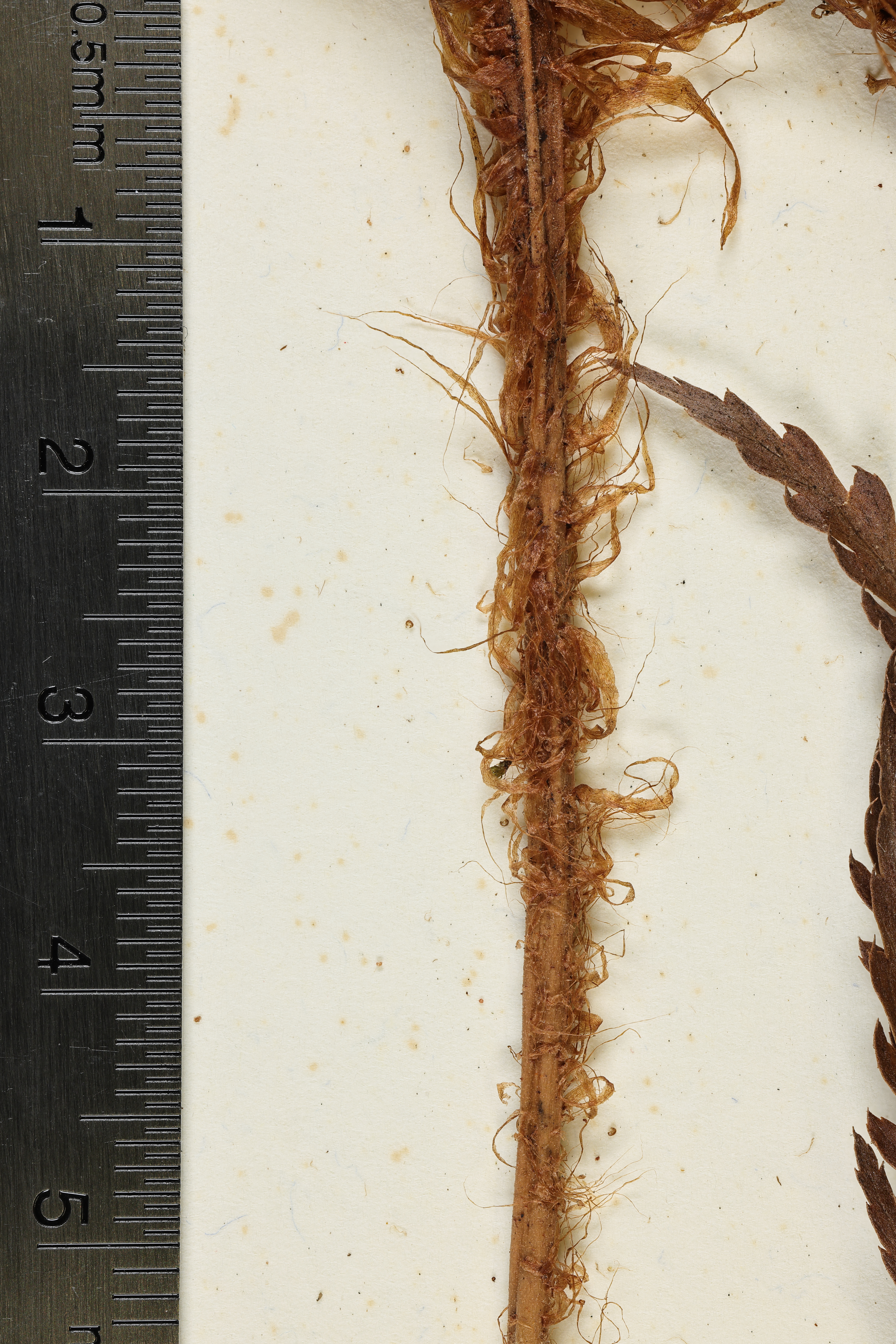 Polystichum uahukaense image