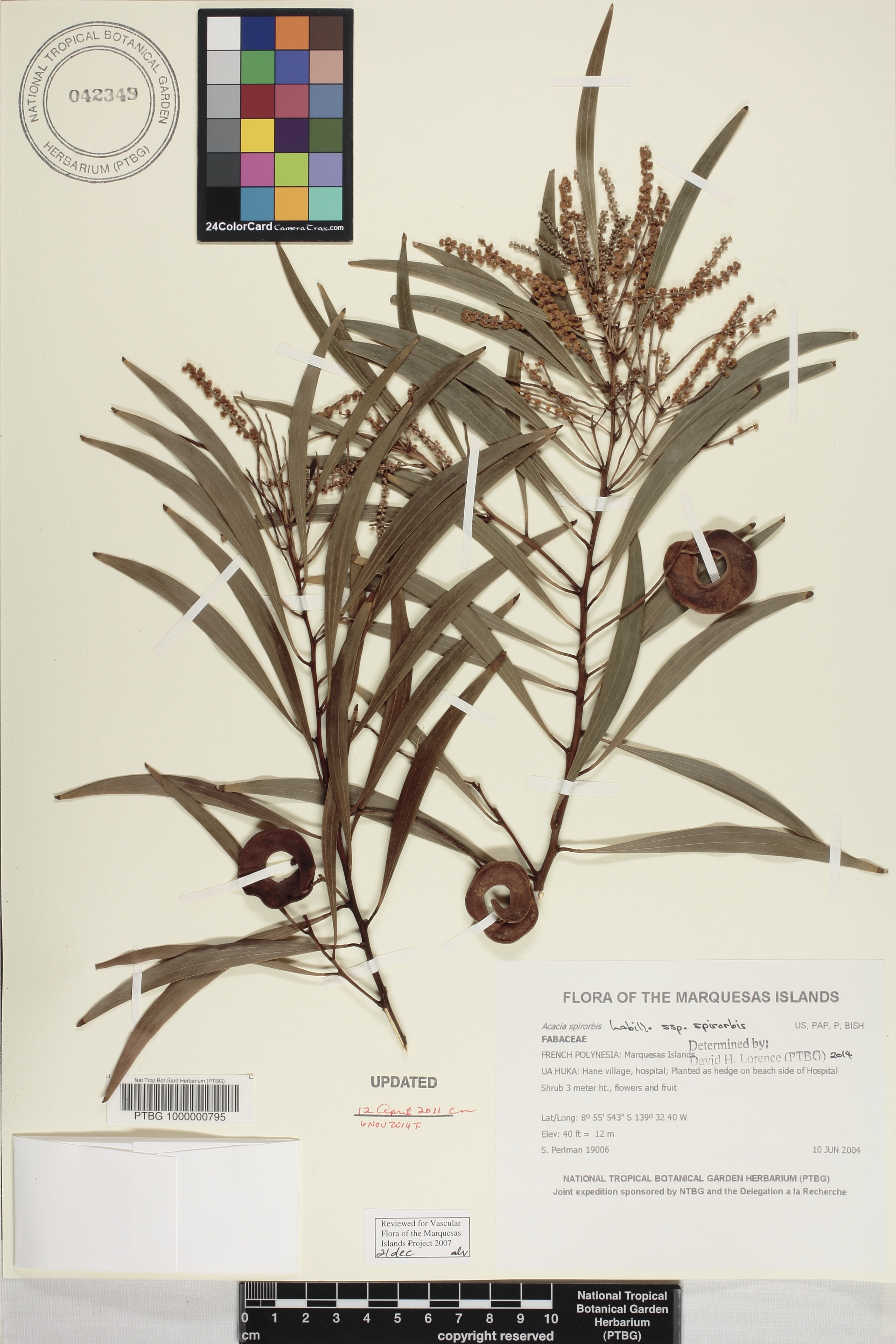 Acacia spirorbis subsp. spirorbis image