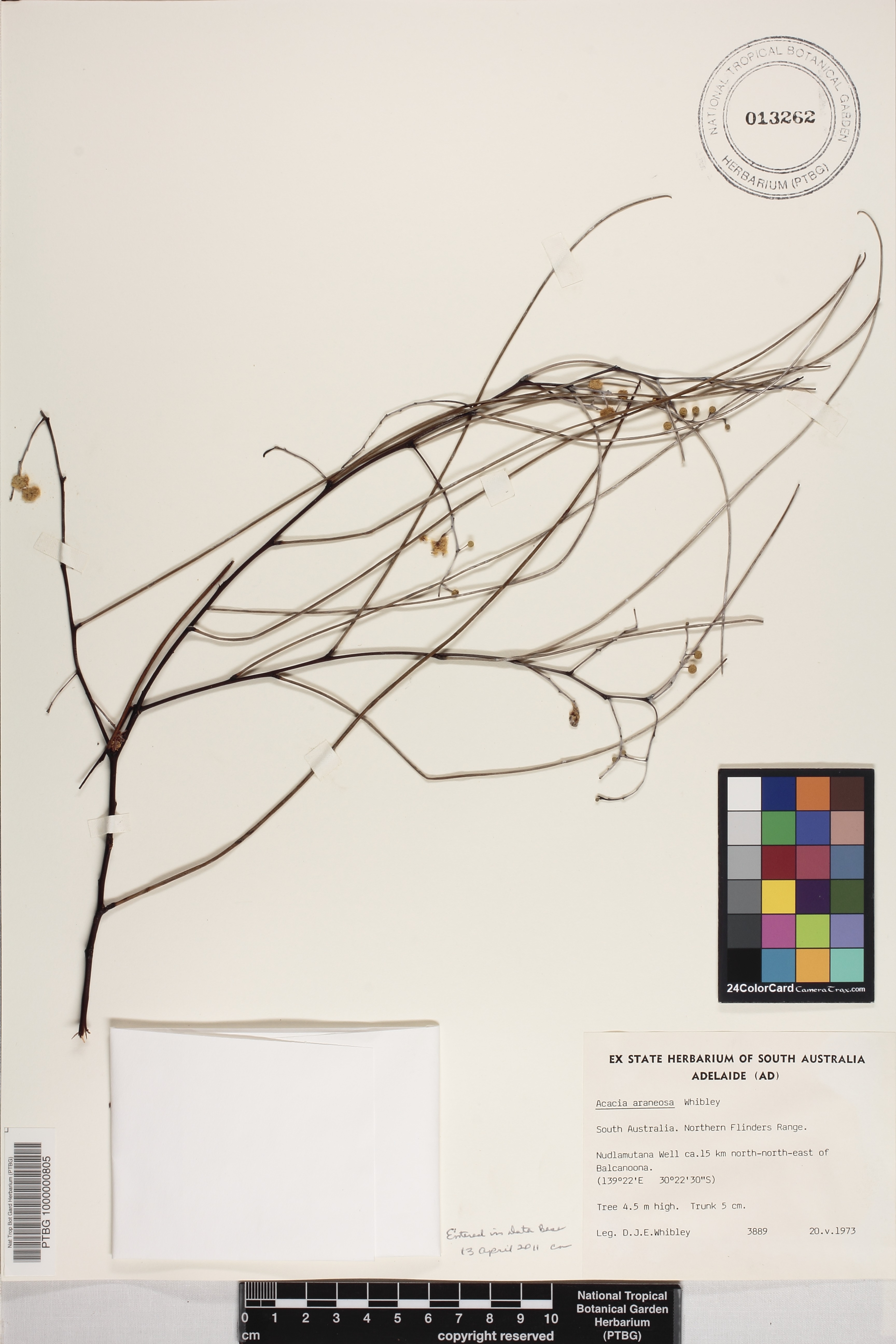 Acacia araneosa image