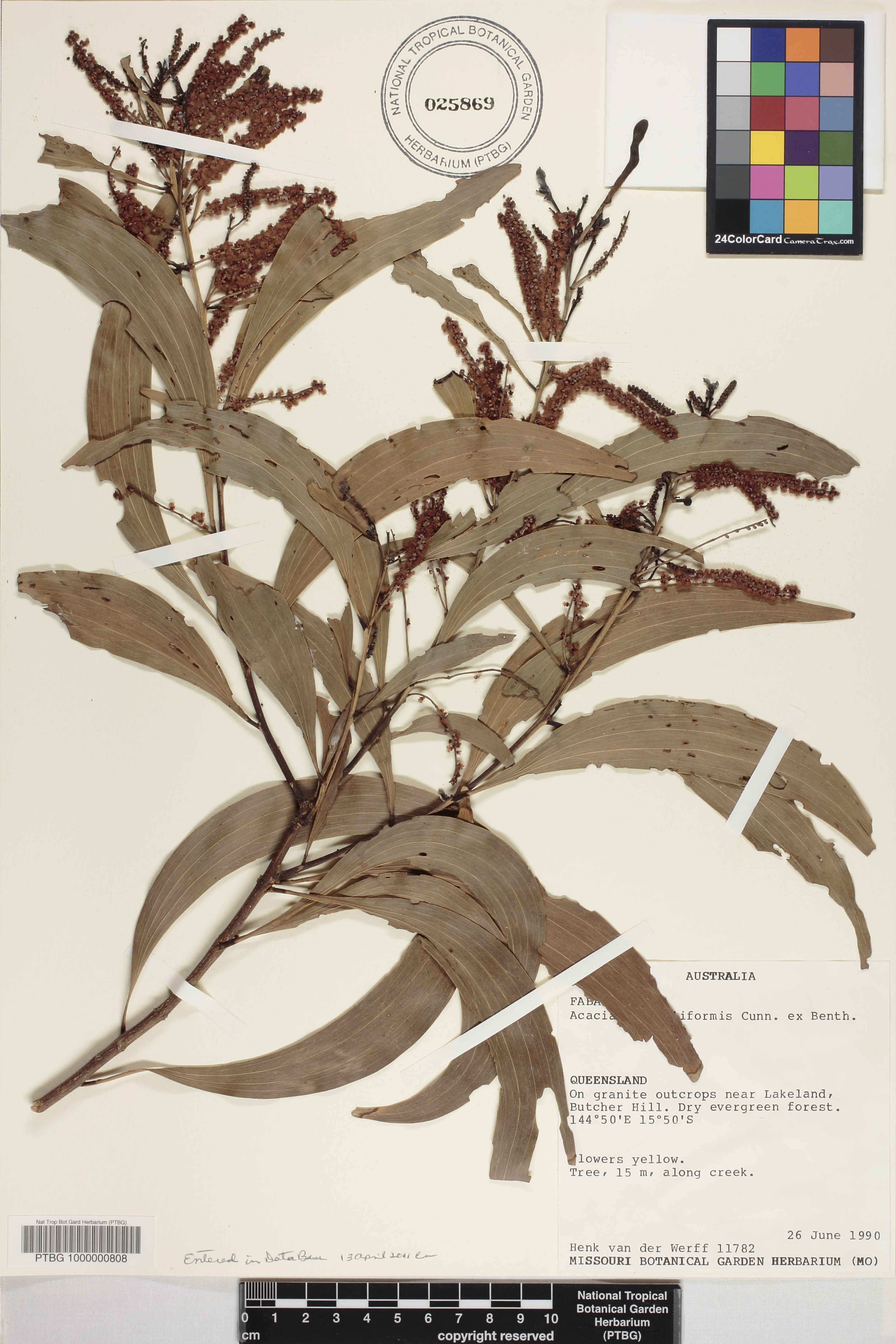 Acacia auriculiformis image