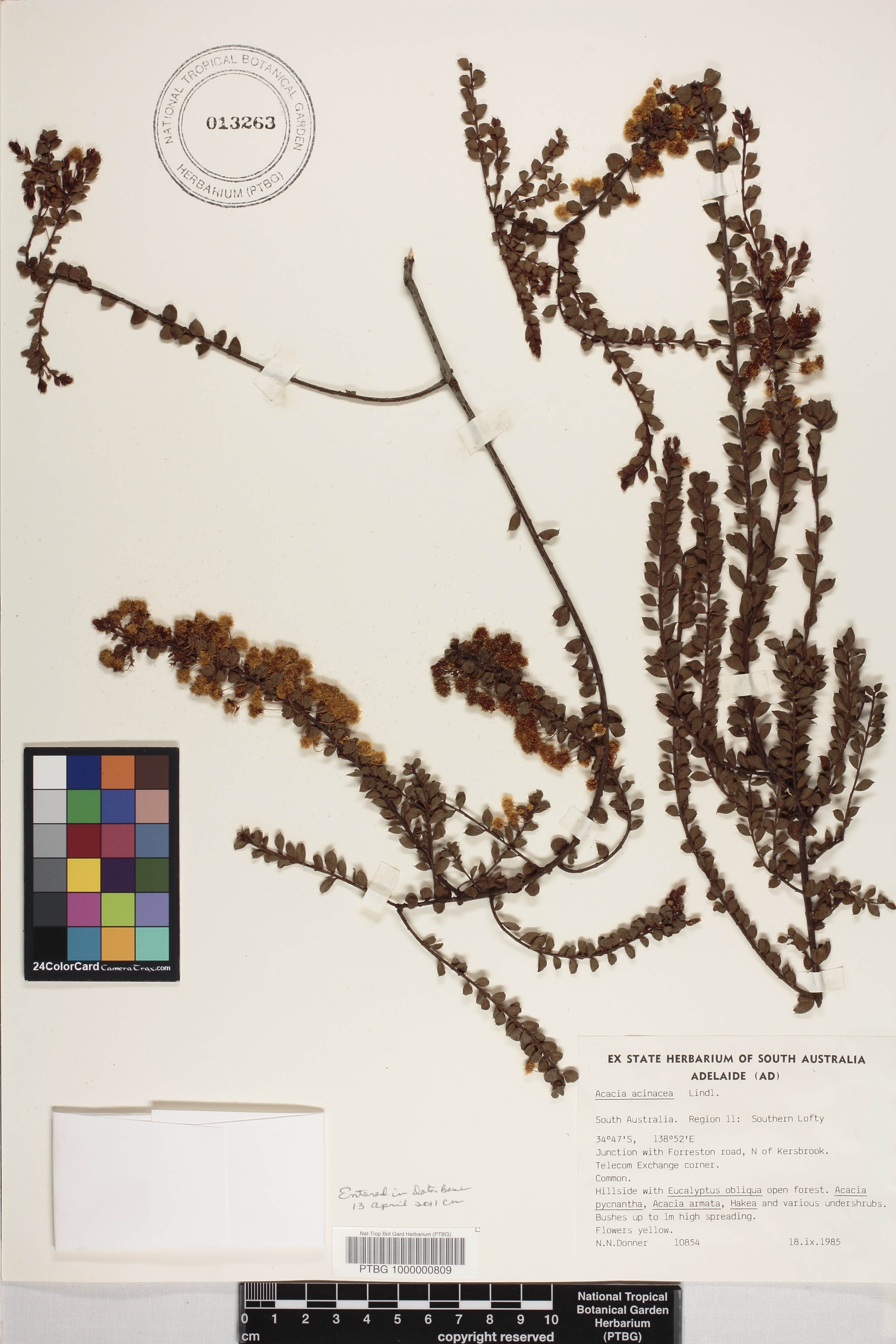 Acacia acinacea image