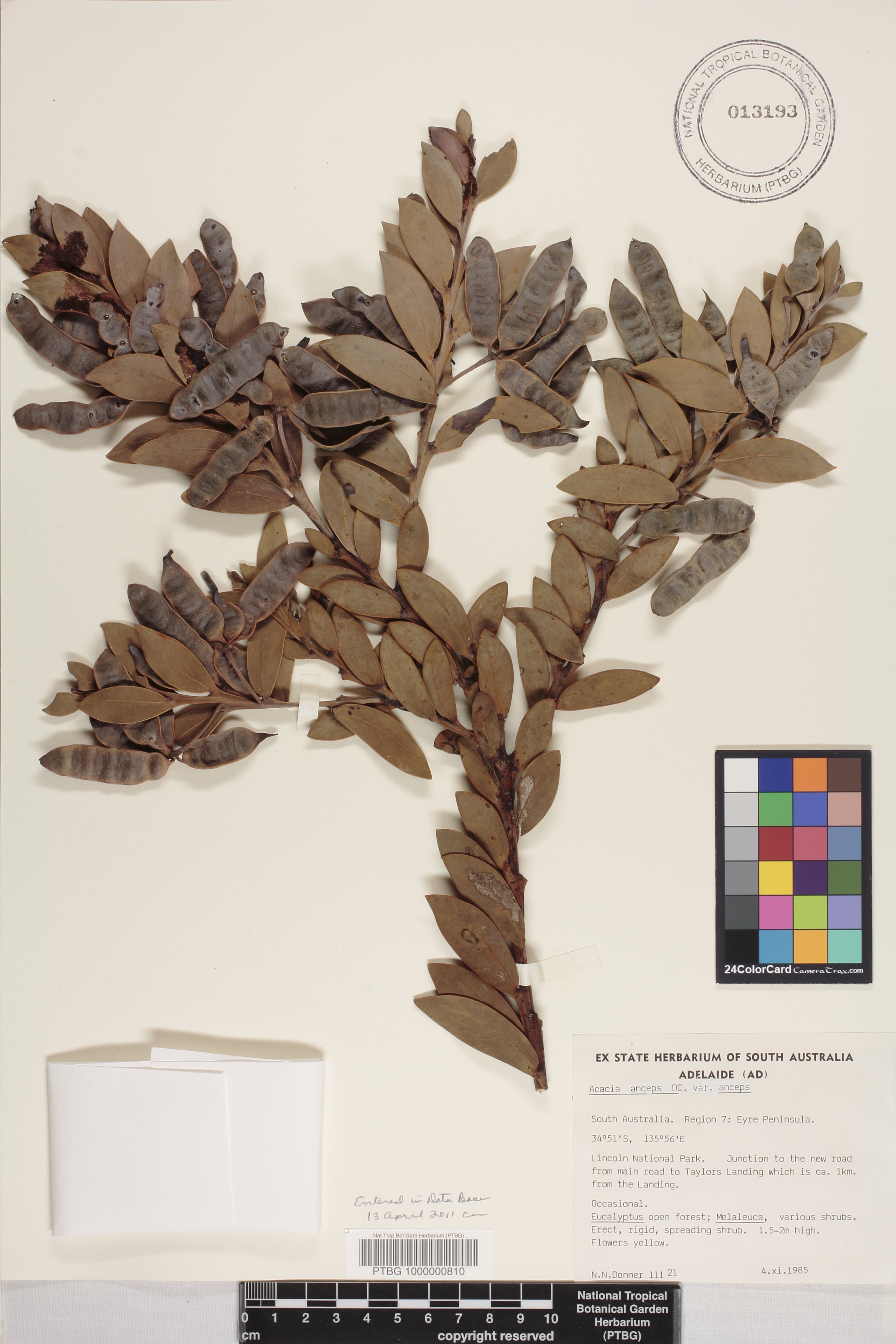 Acacia anceps image