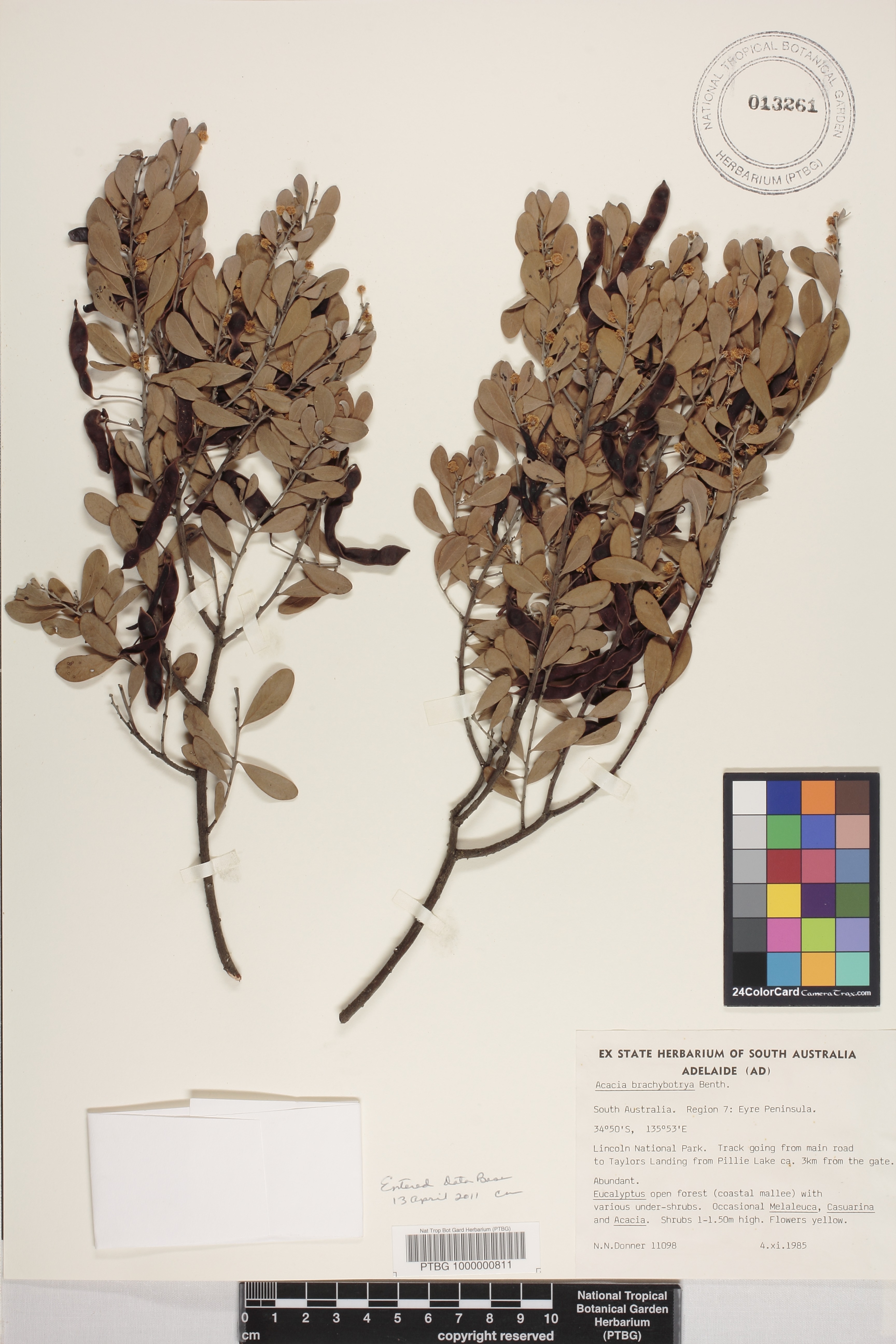 Acacia brachybotrya image