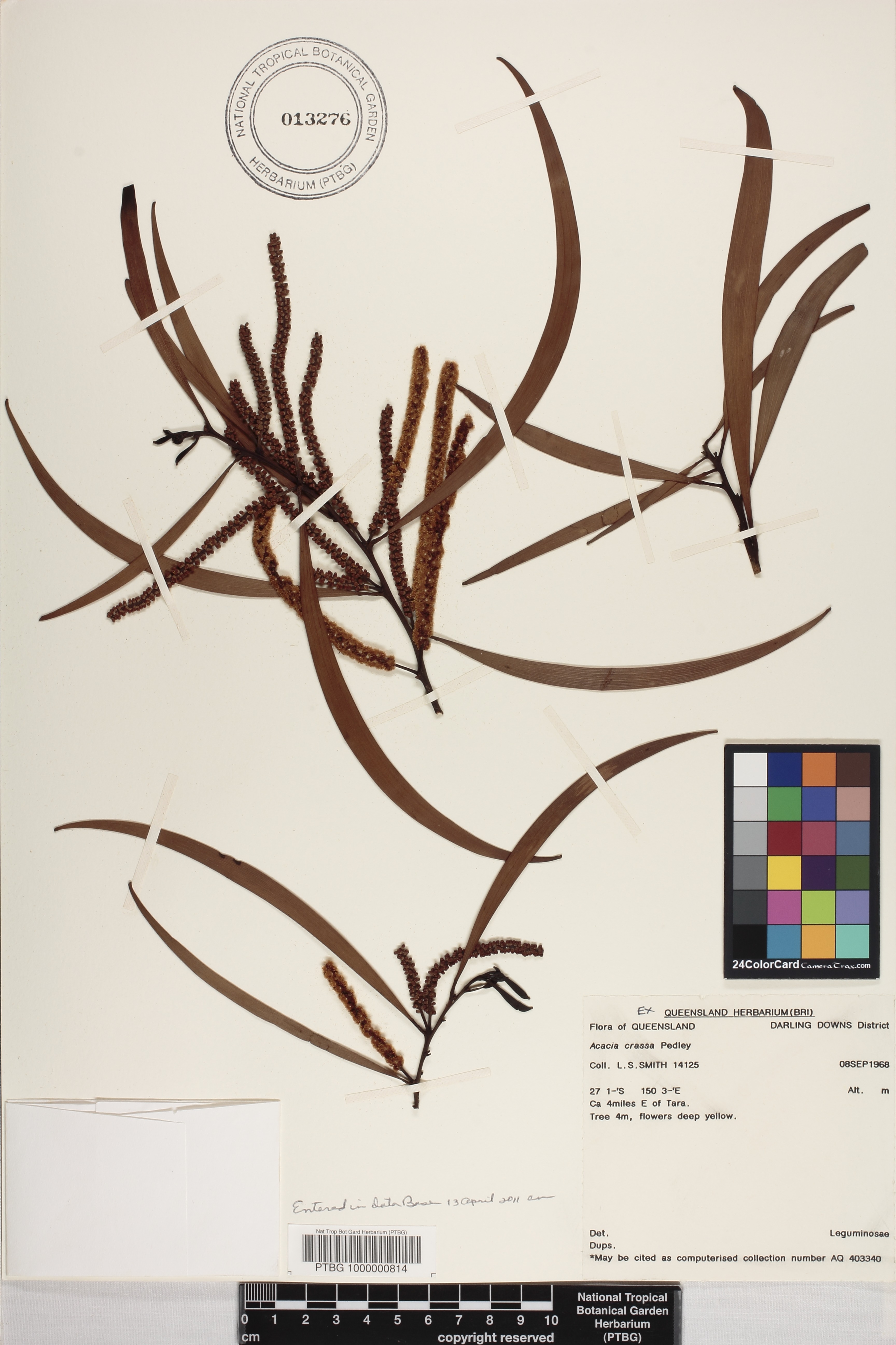 Acacia crassa image