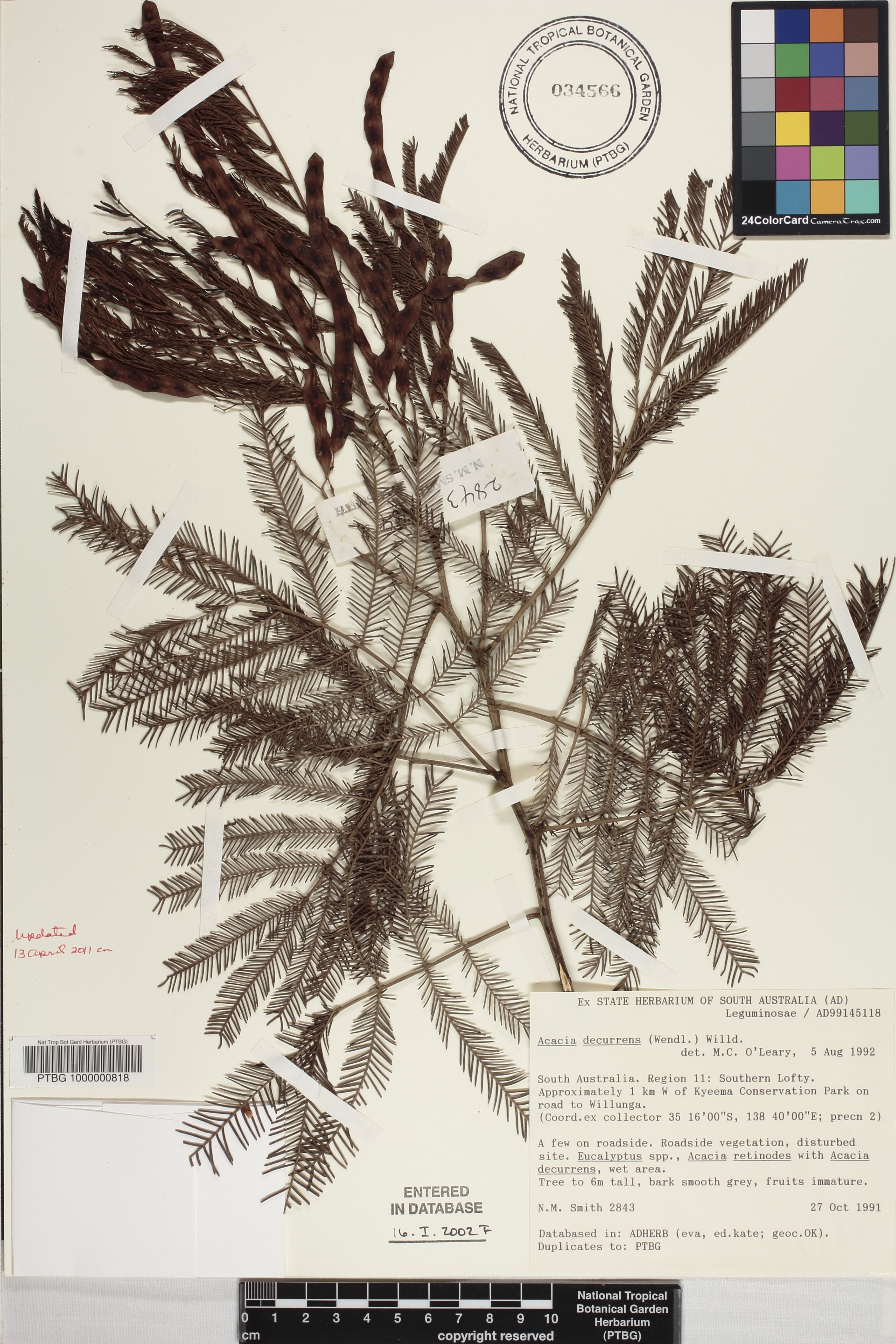 Acacia decurrens image