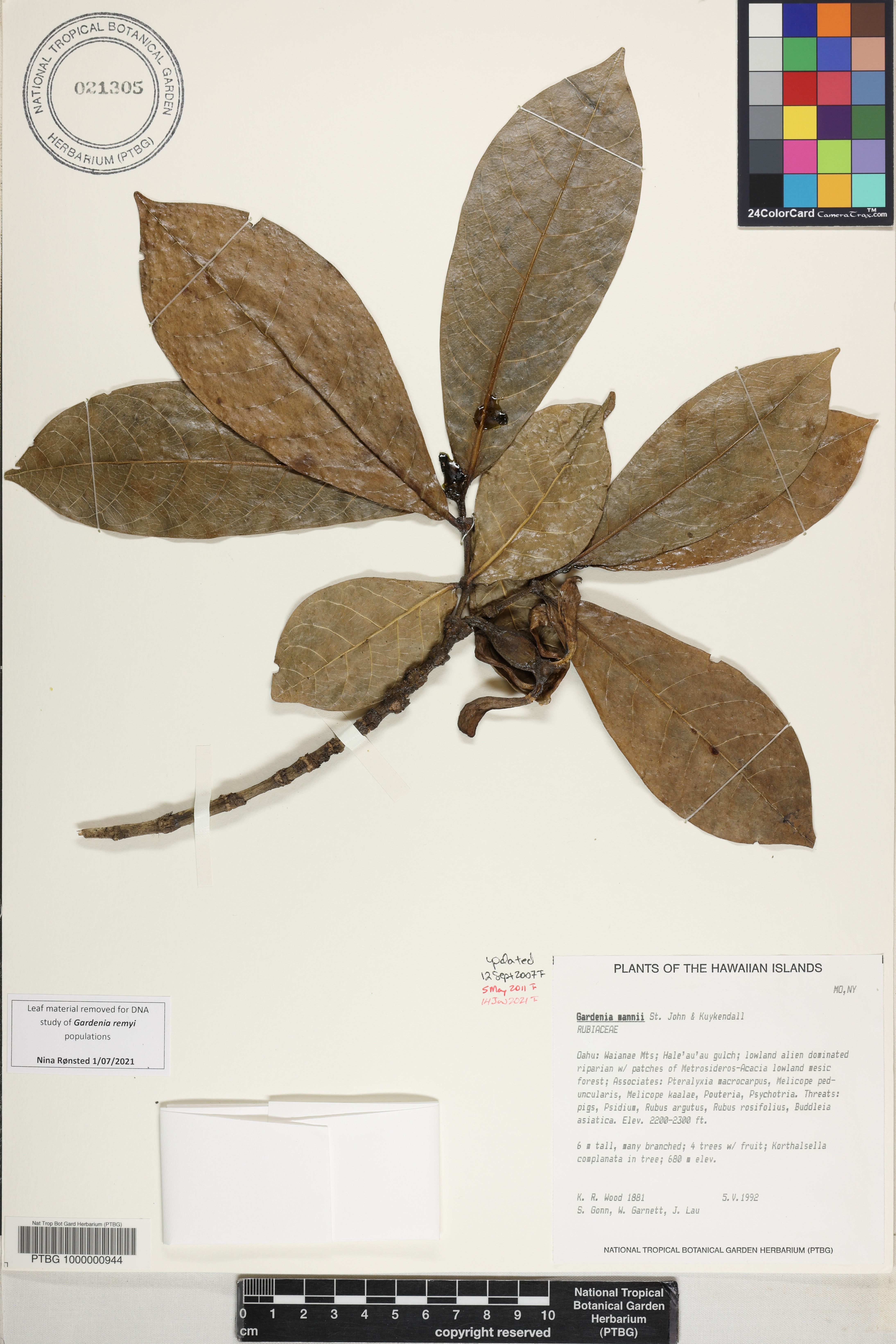 Gardenia mannii image