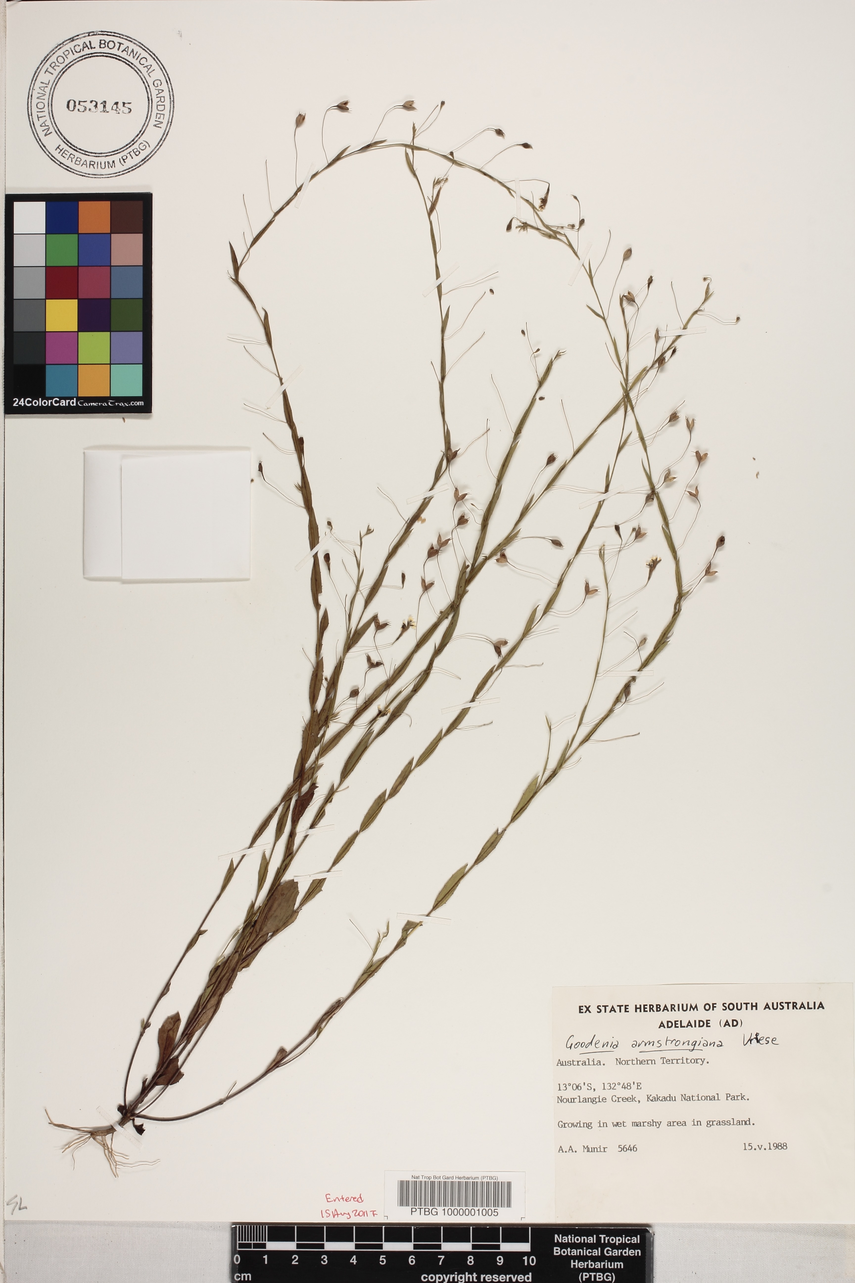 Goodenia armstrongiana image