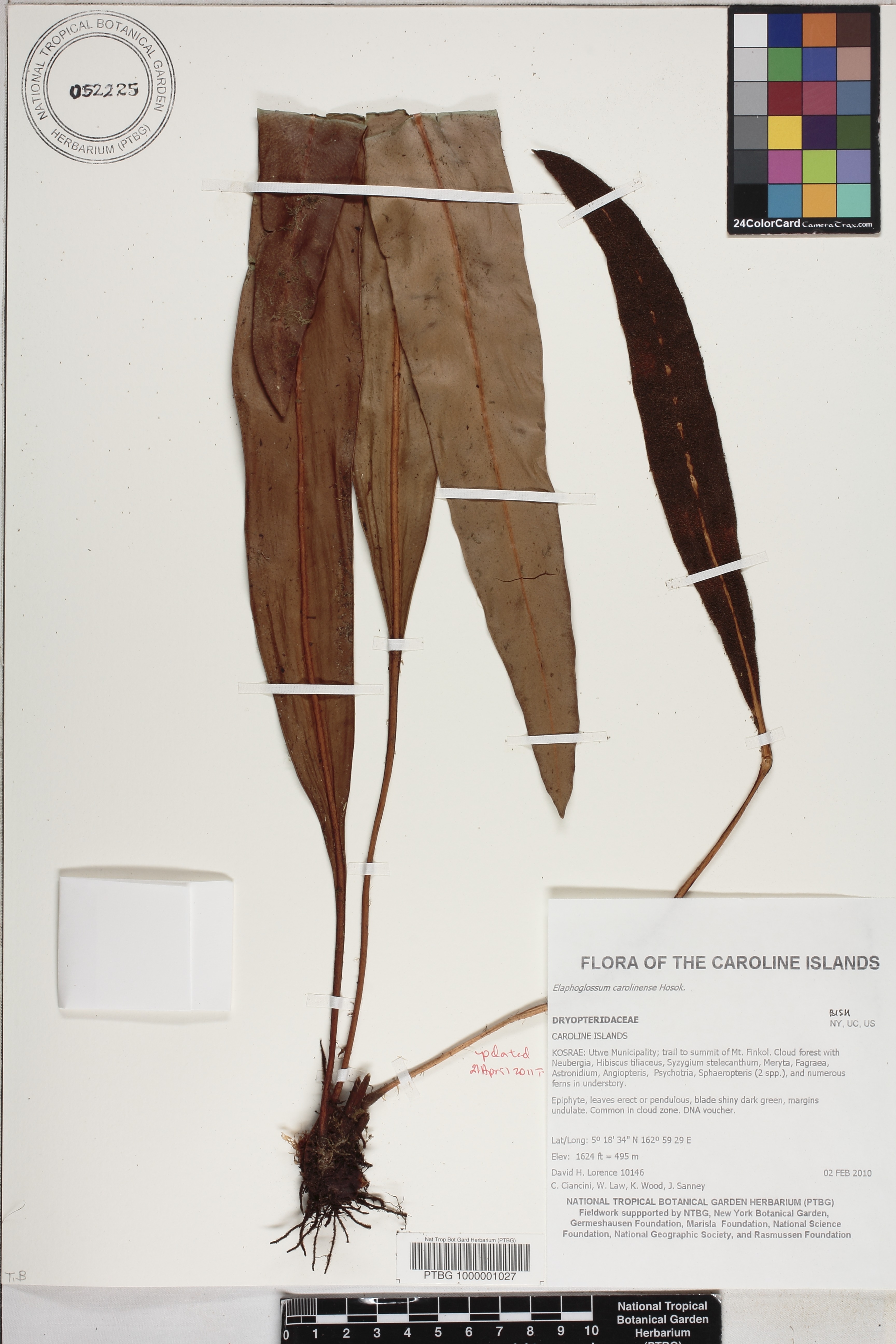 Elaphoglossum carolinense image