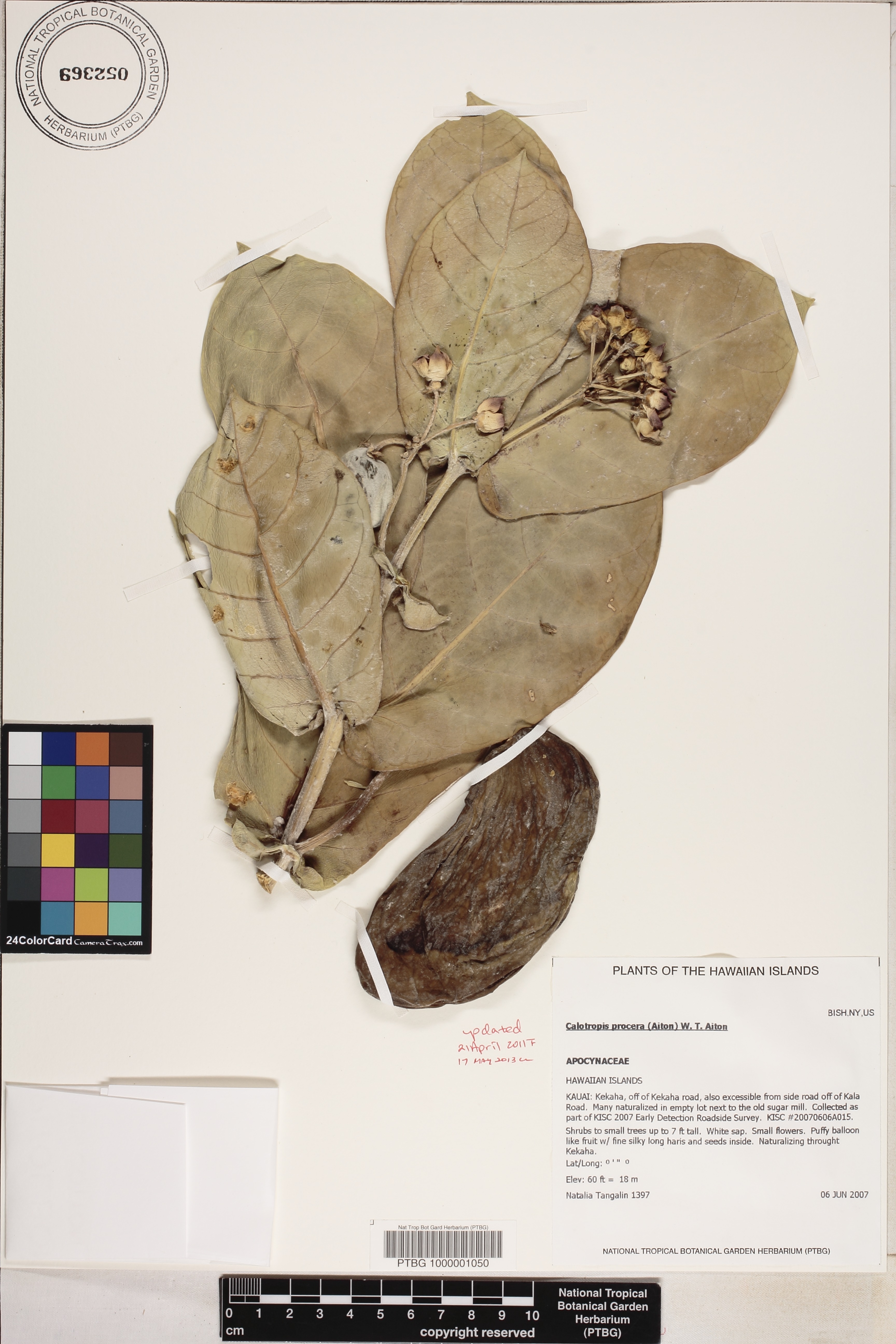 Calotropis procera image