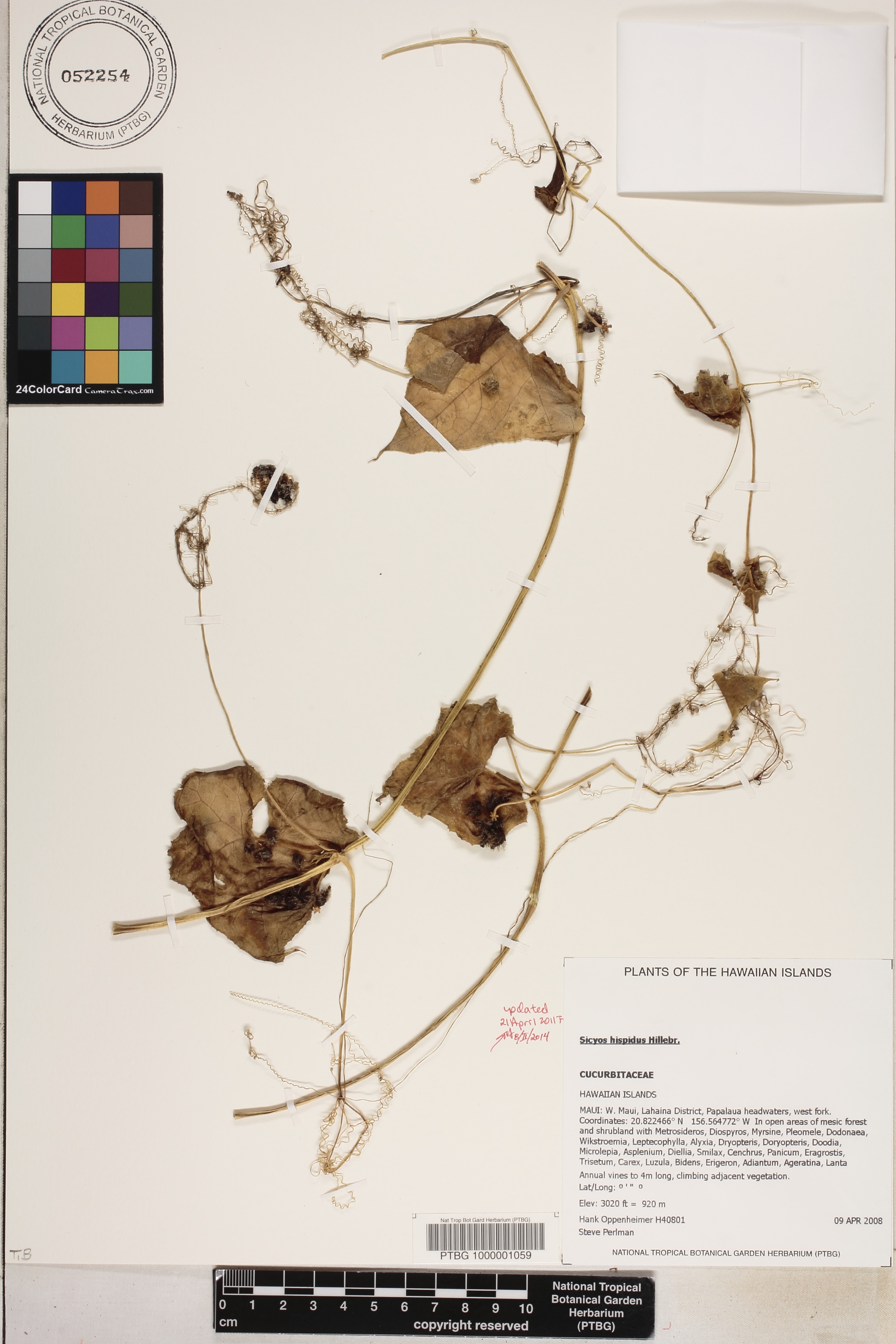 Sicyos hispidus image