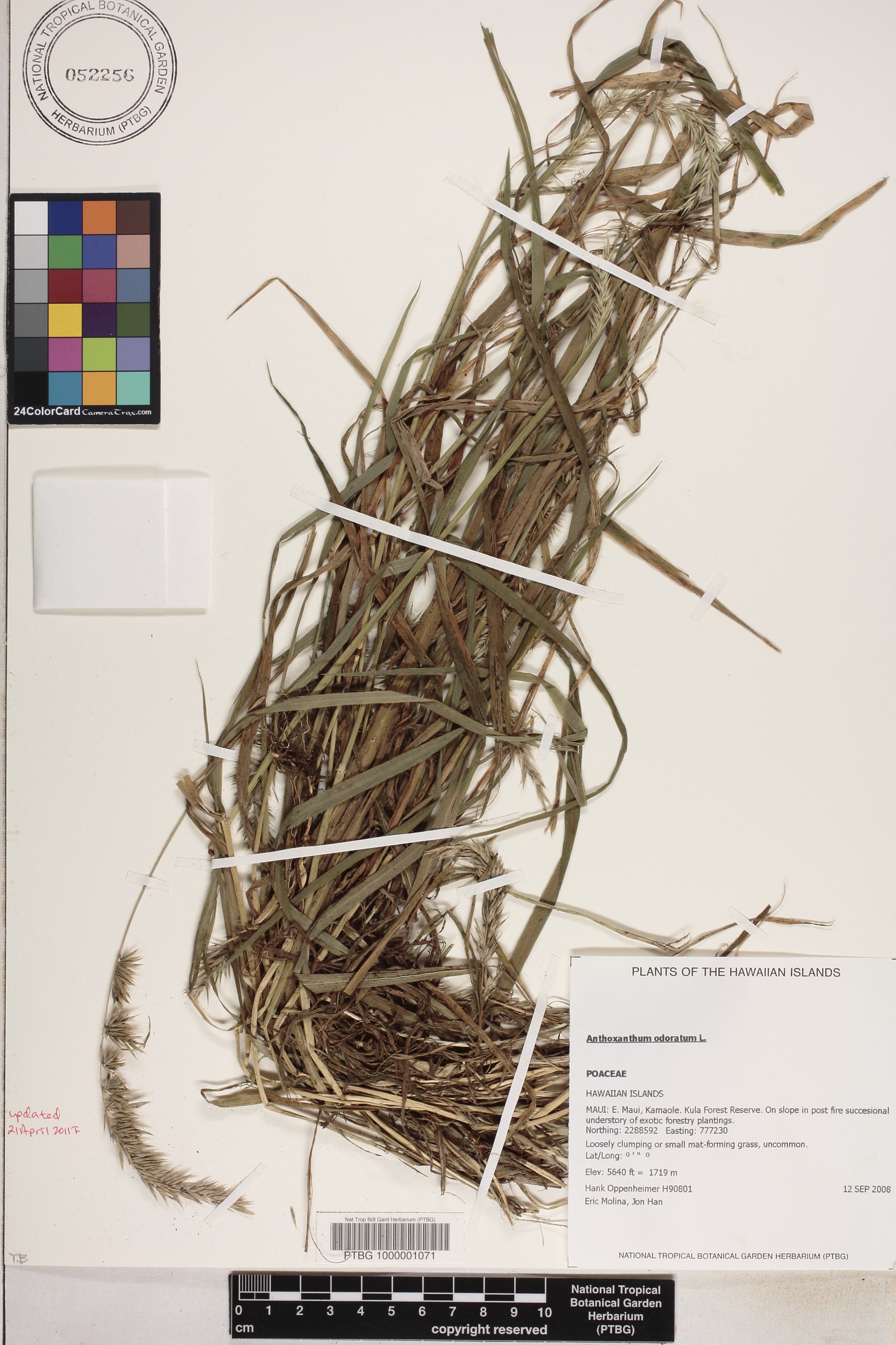 Anthoxanthum odoratum image