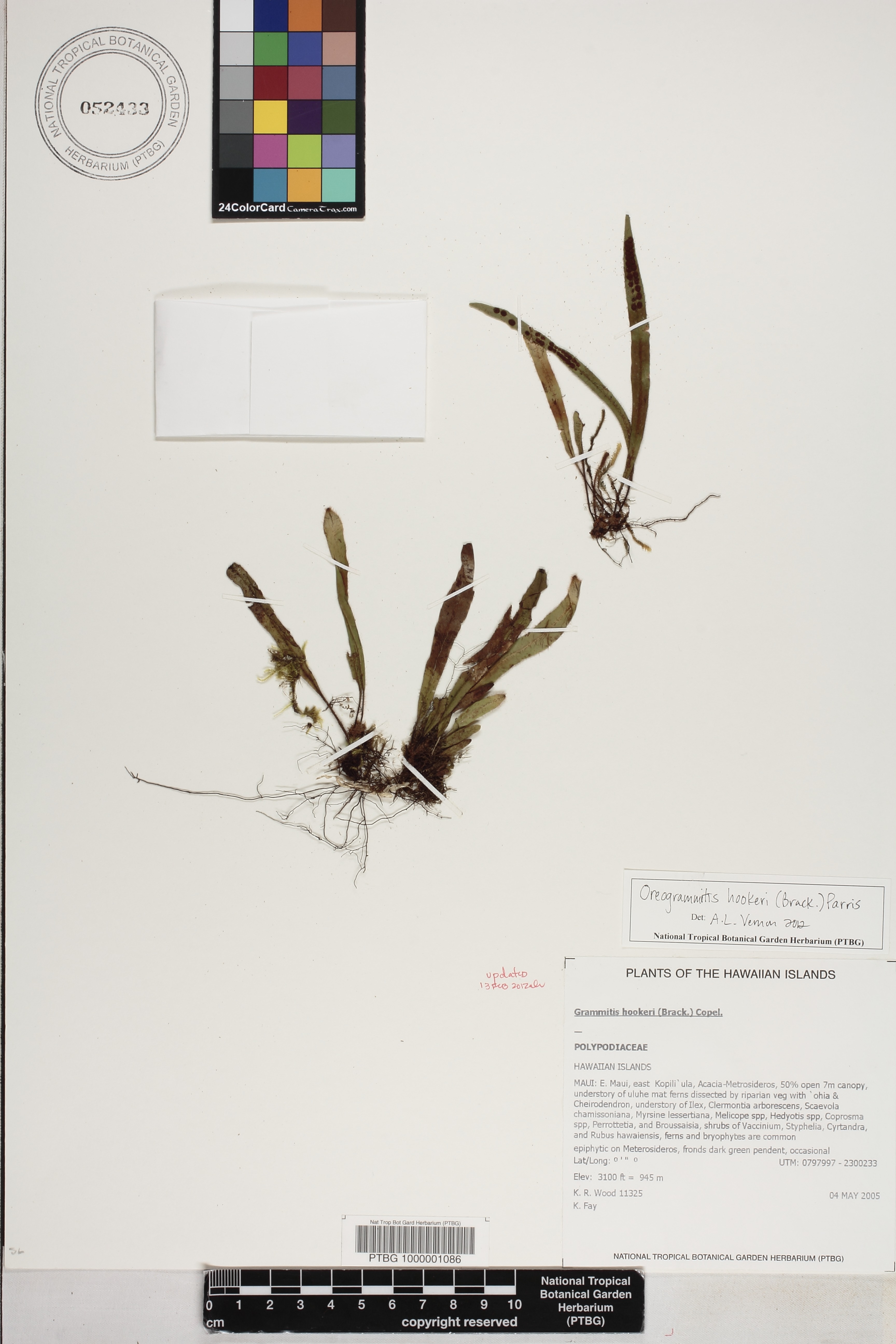 Oreogrammitis image