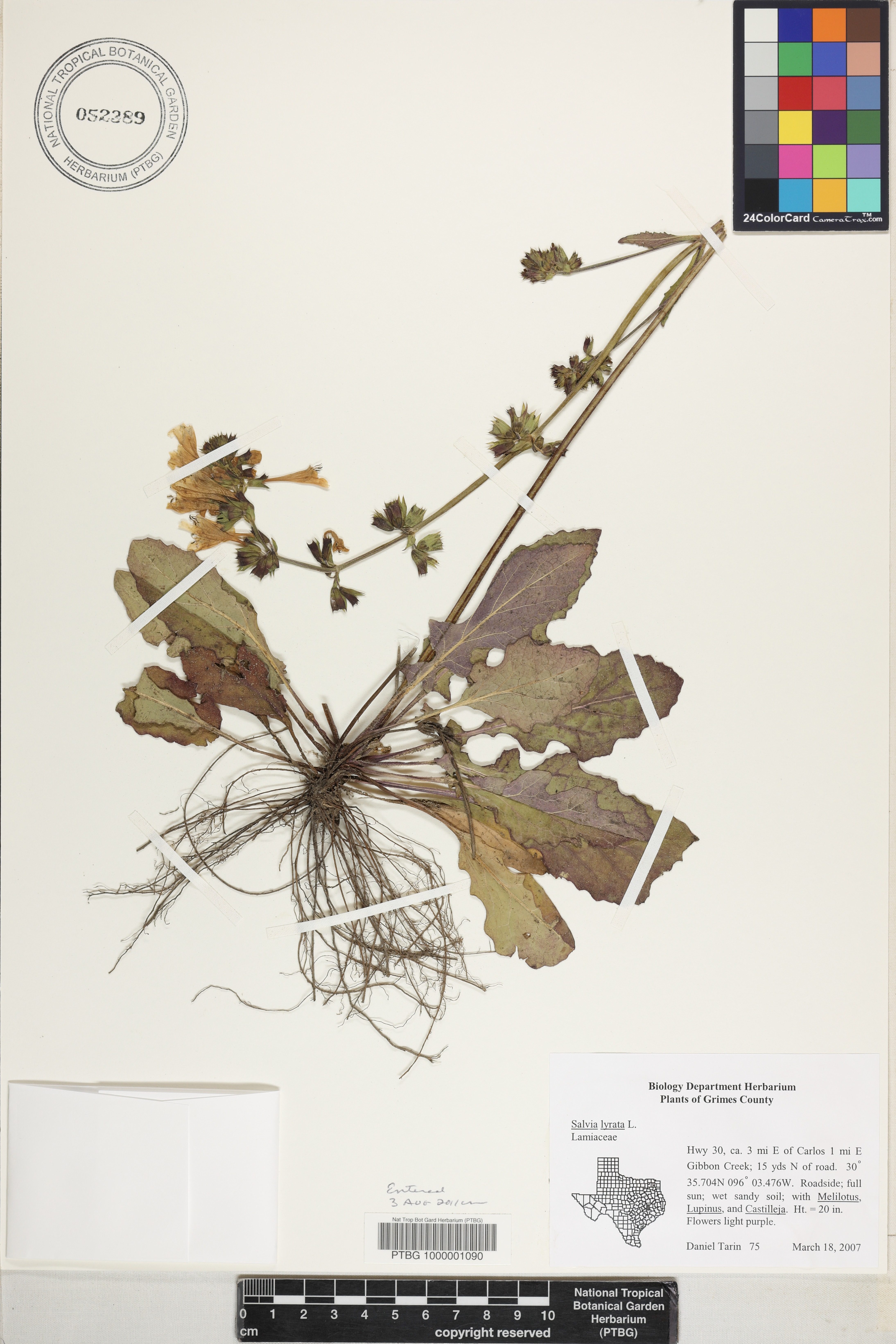 Salvia lyrata image