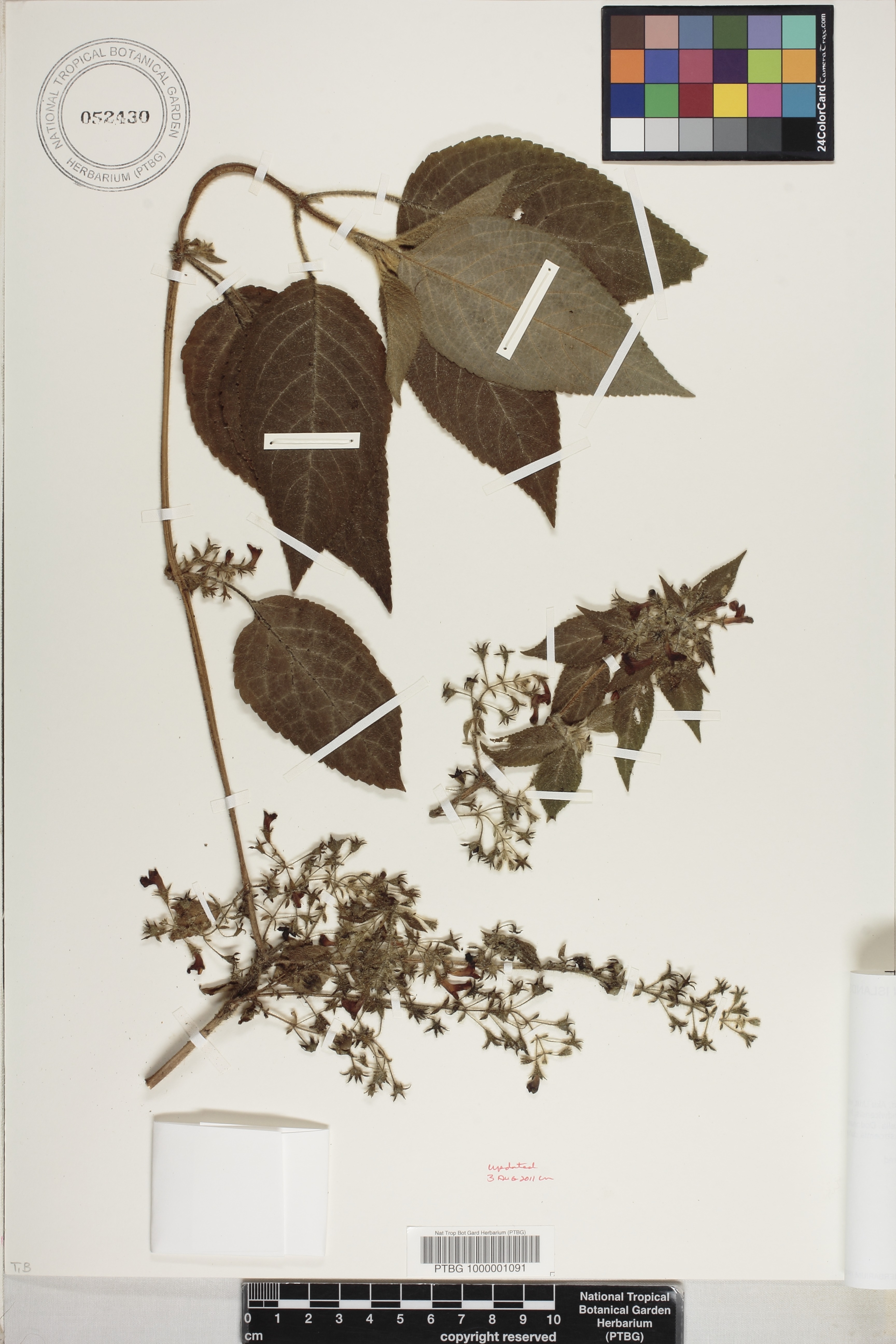 Phyllostegia floribunda image