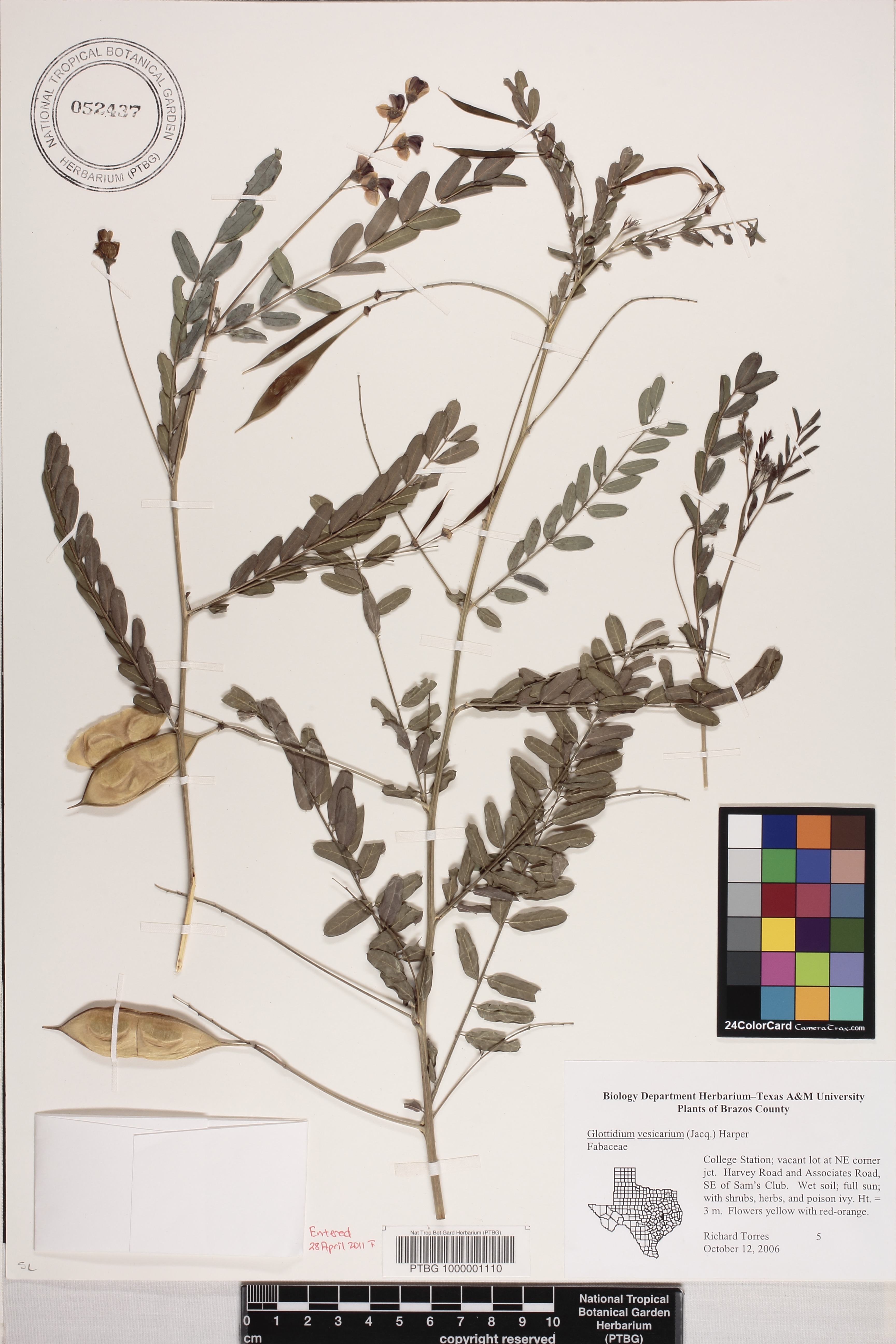 Sesbania vesicaria image