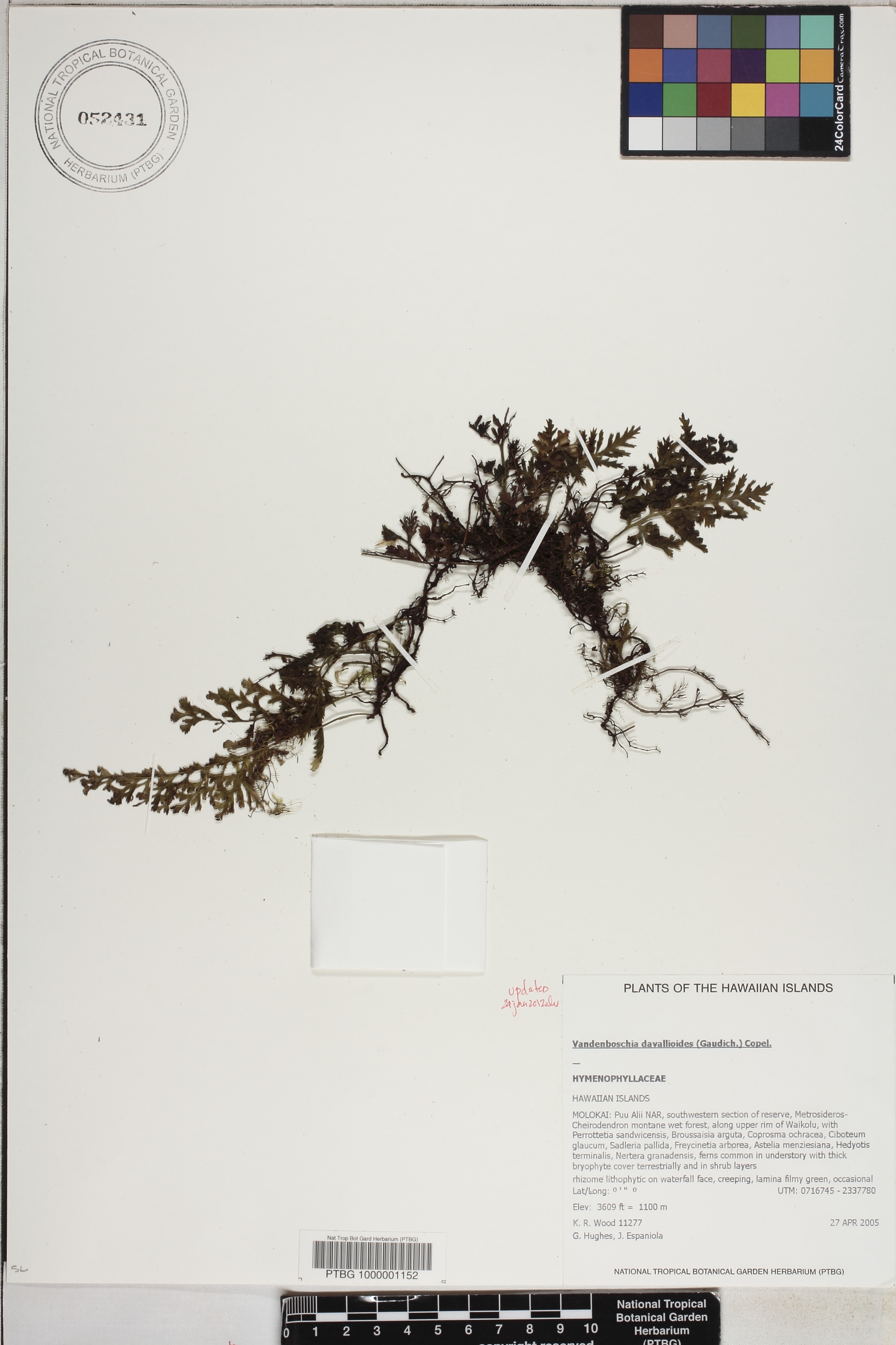 Vandenboschia image