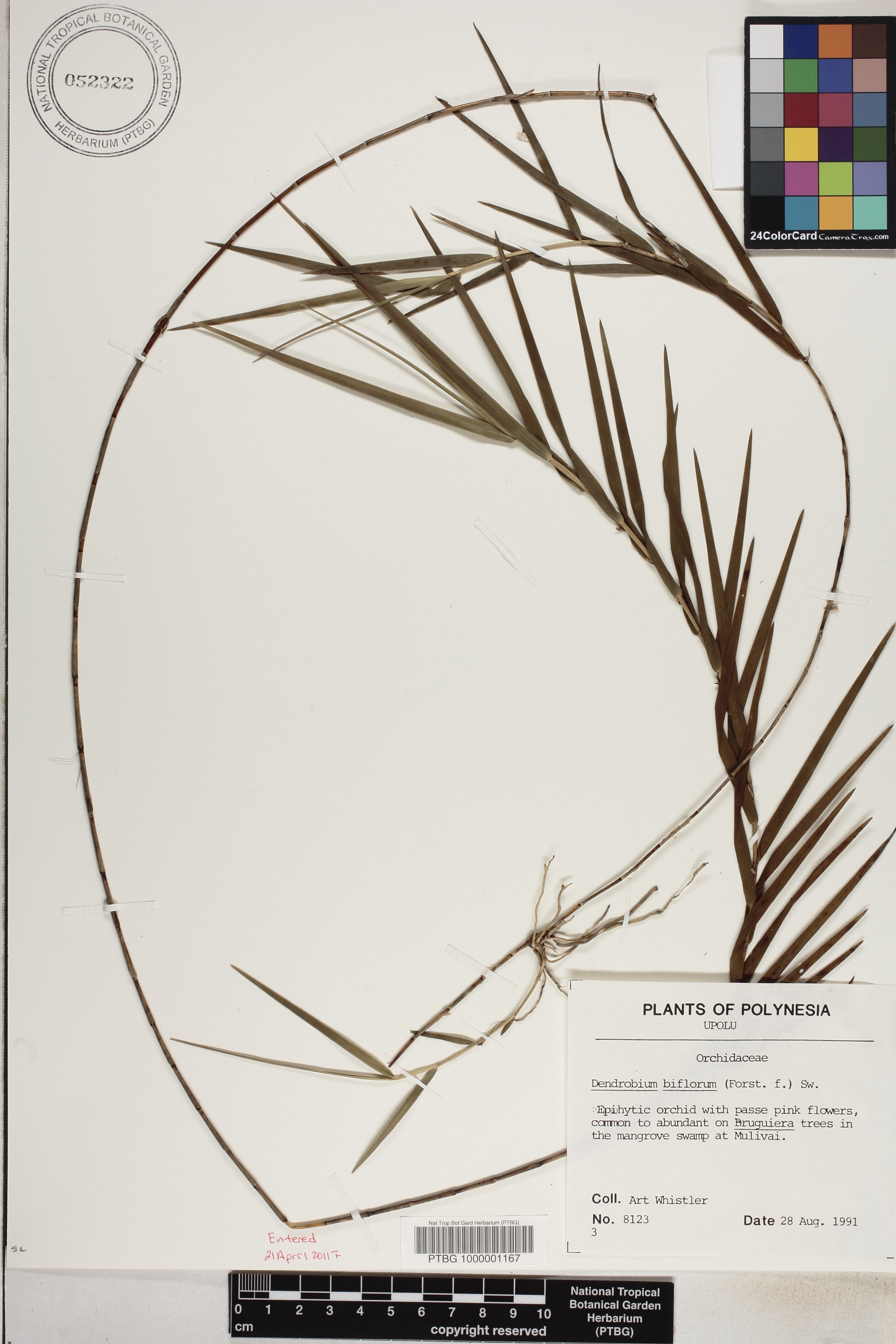 Dendrobium biflorum image