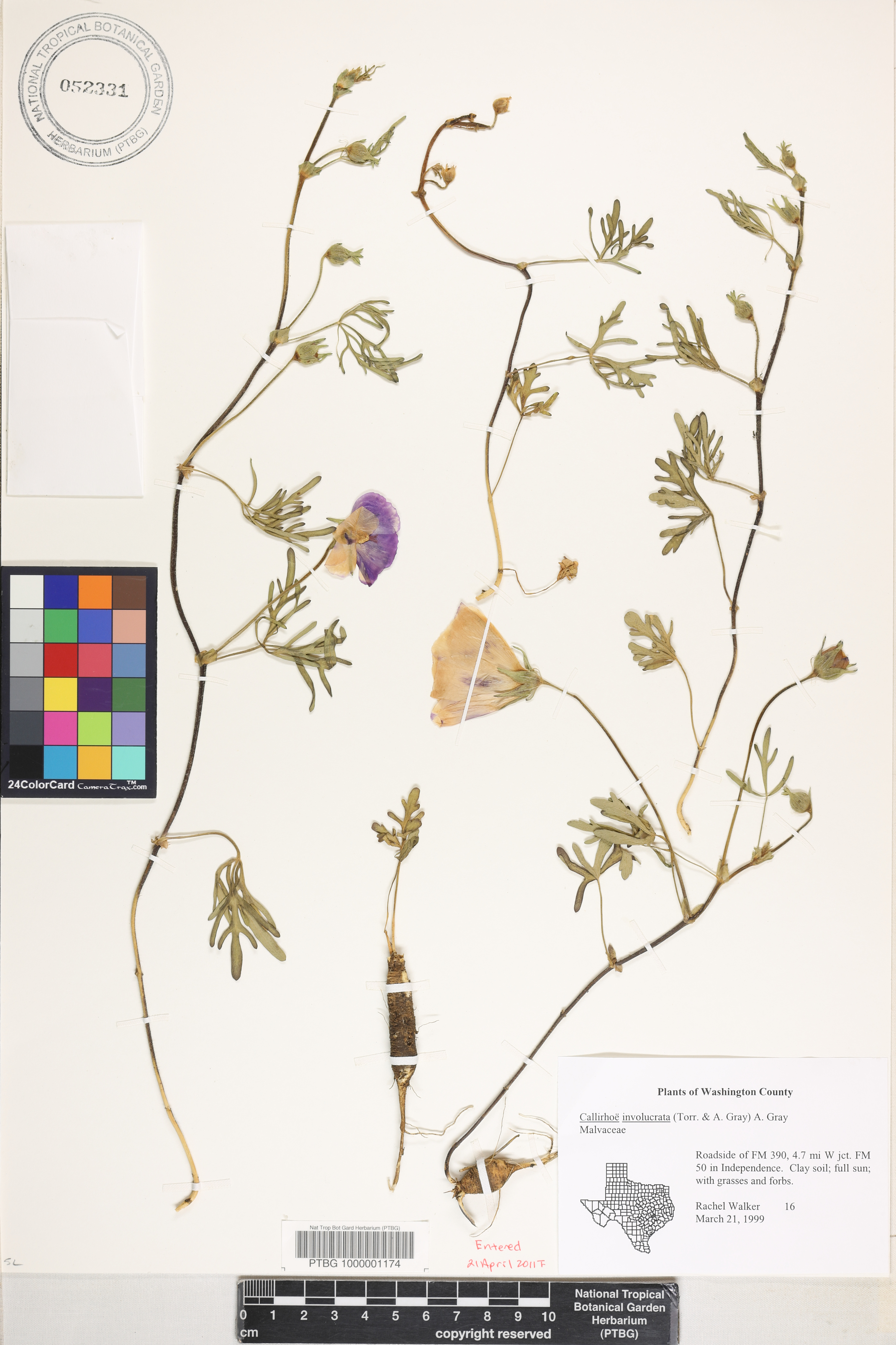 Callirhoe involucrata image