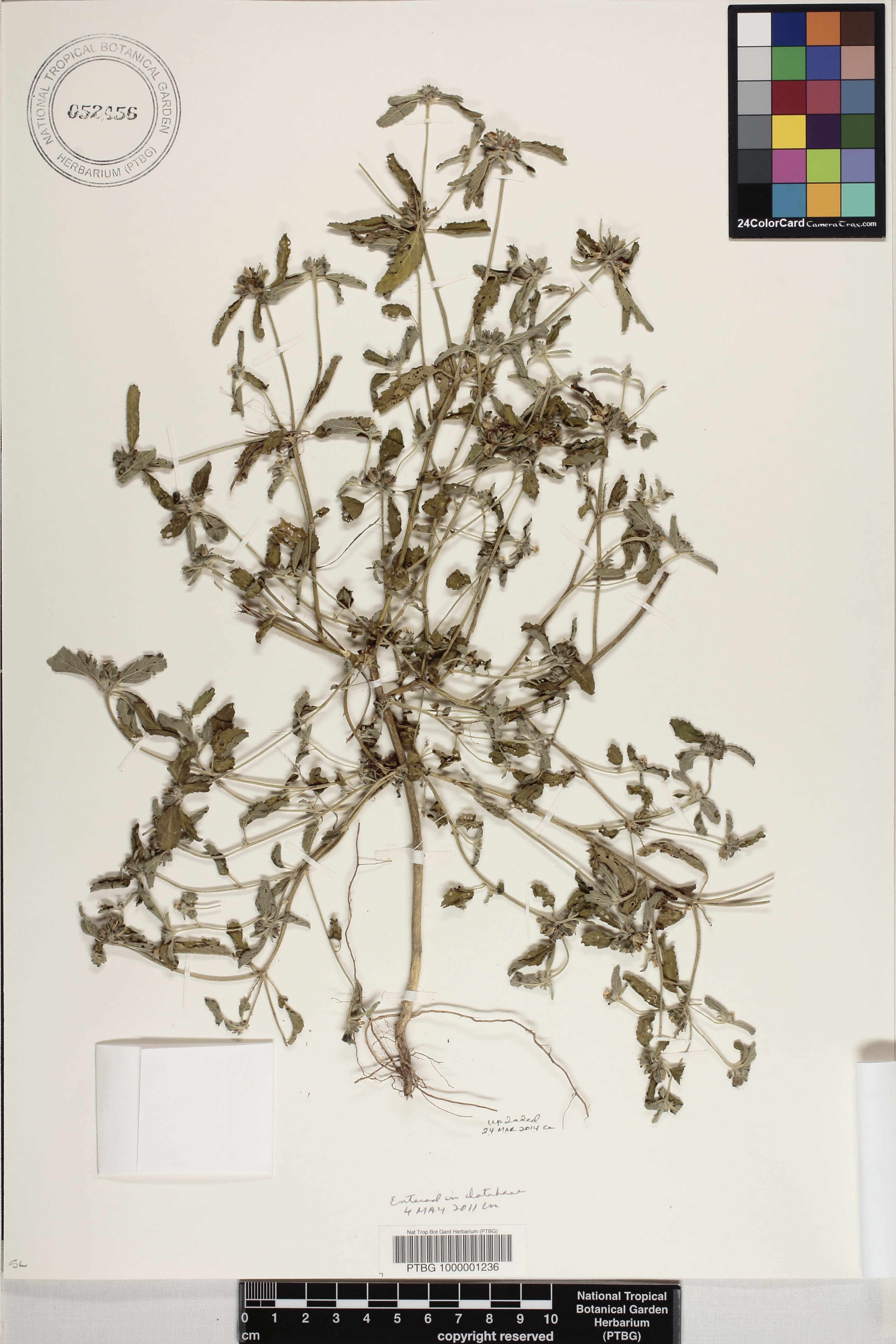 Croton glandulosus image
