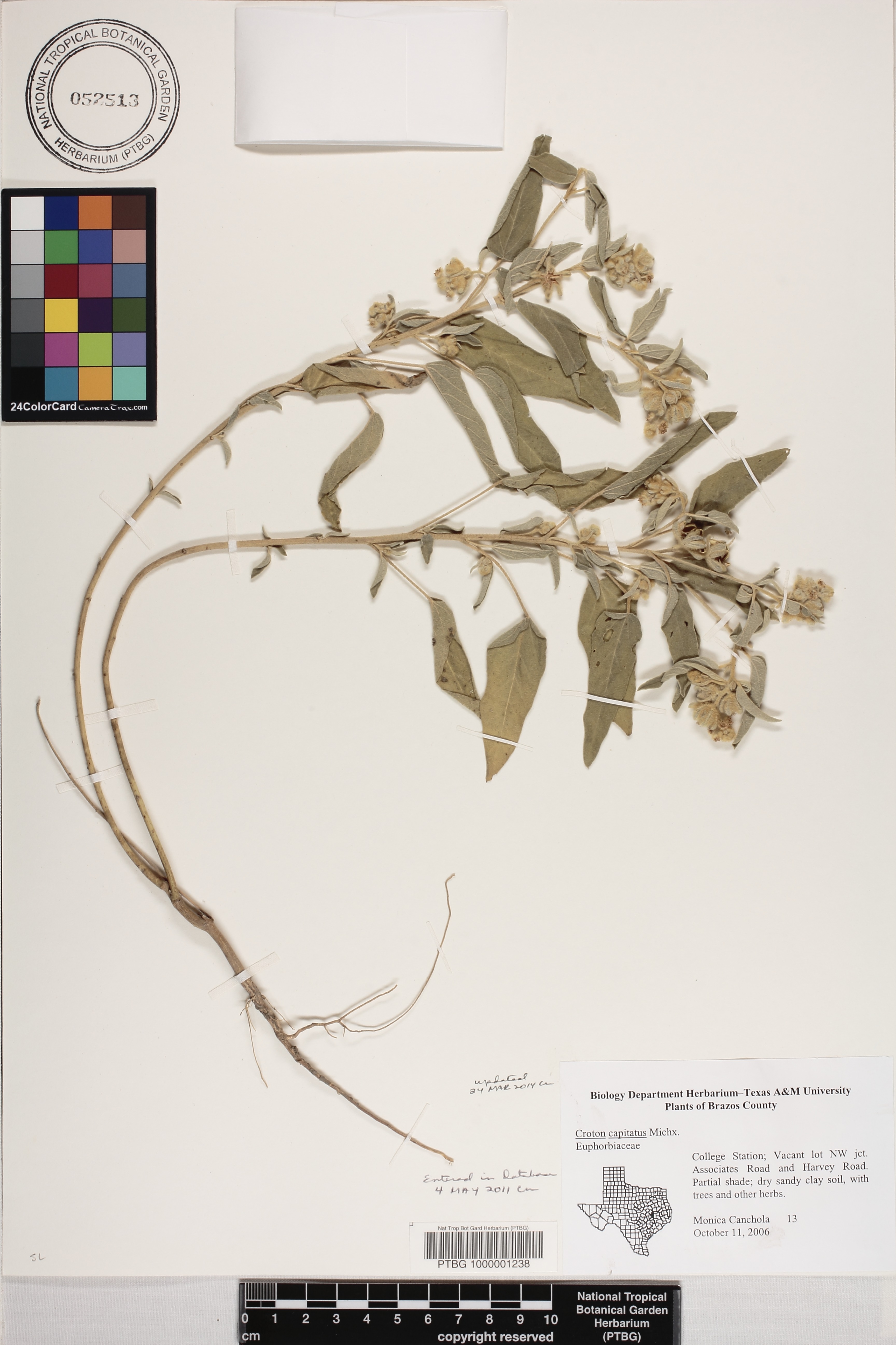 Croton capitatus image