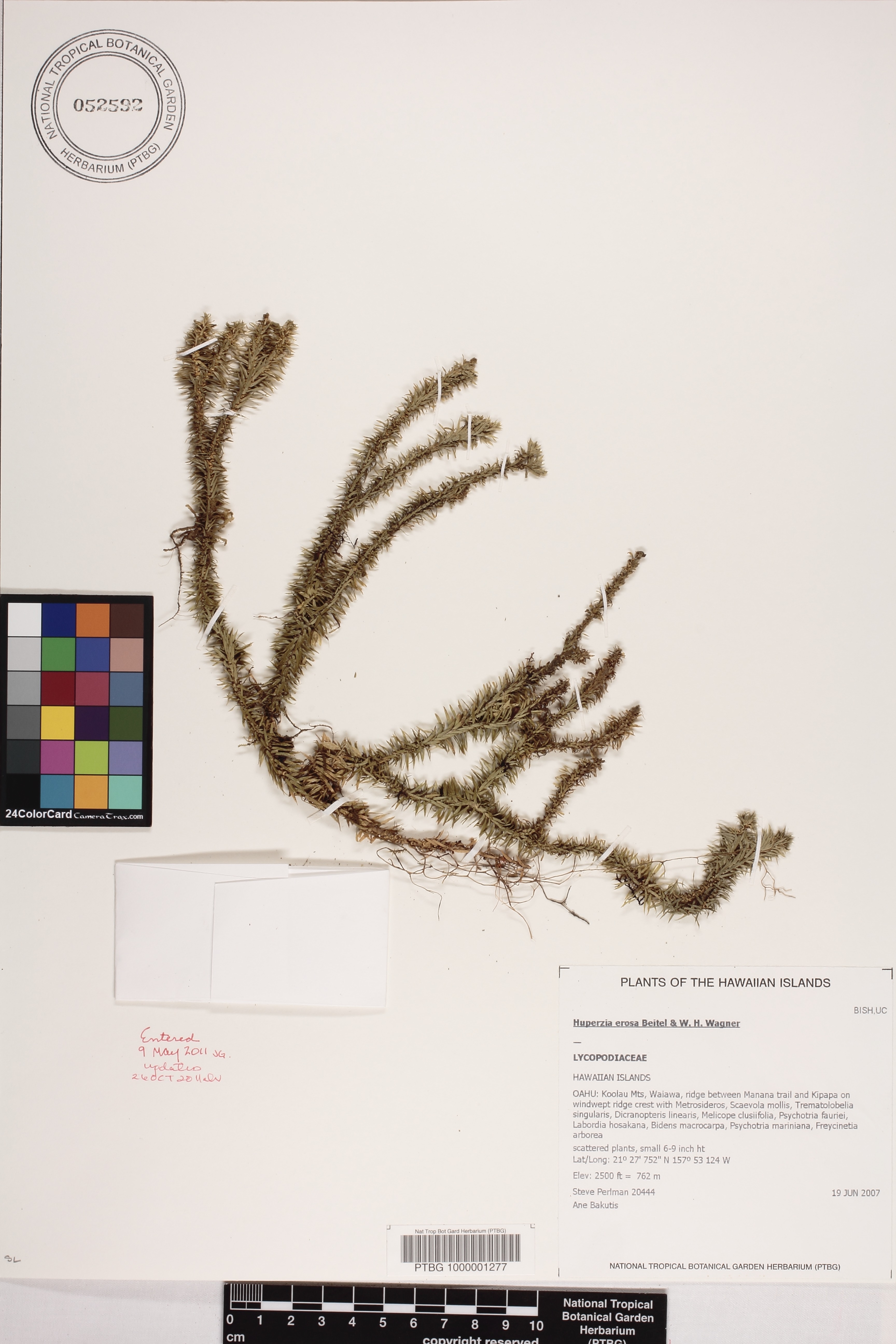 Huperzia erosa image