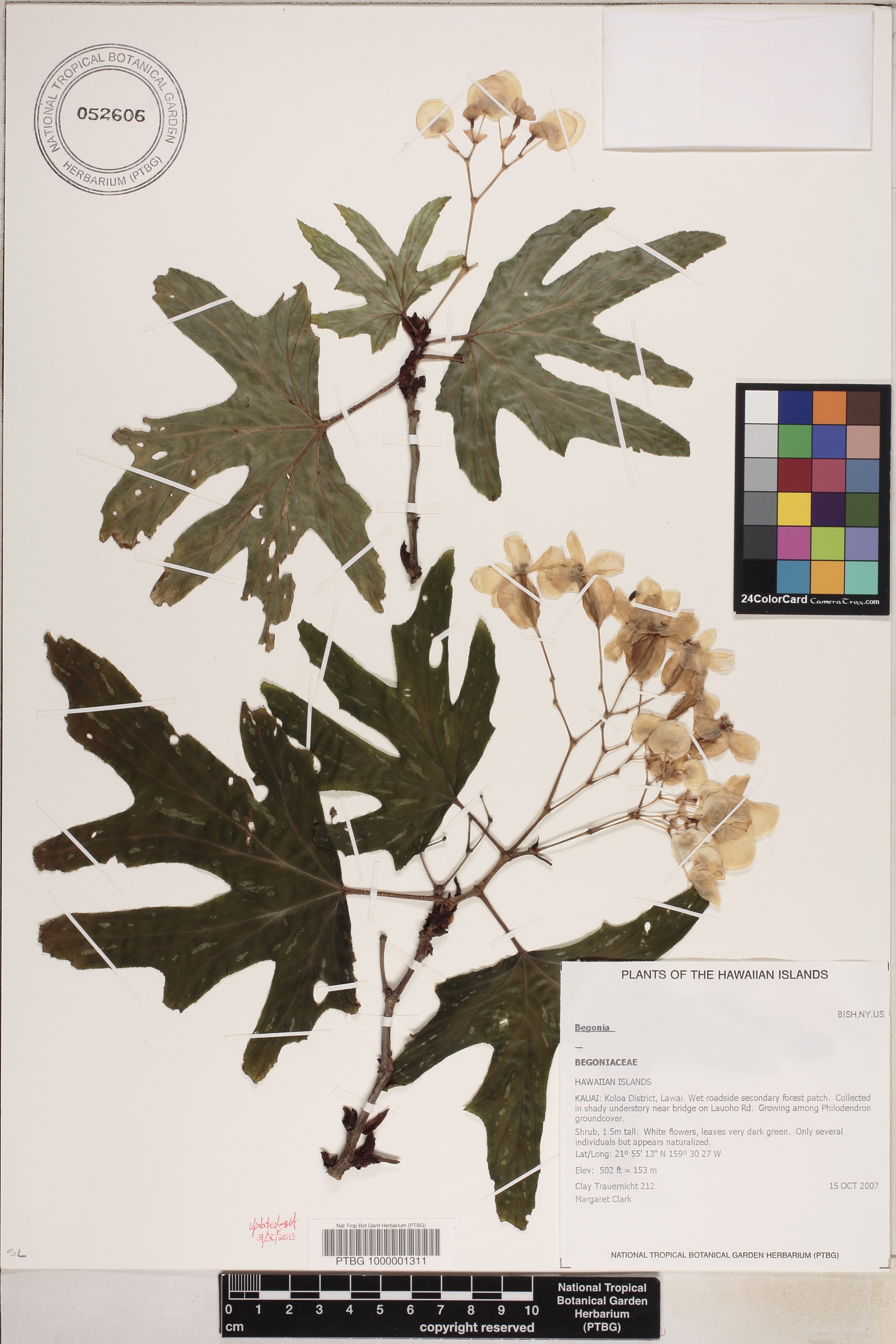 Begonia aconitifolia image