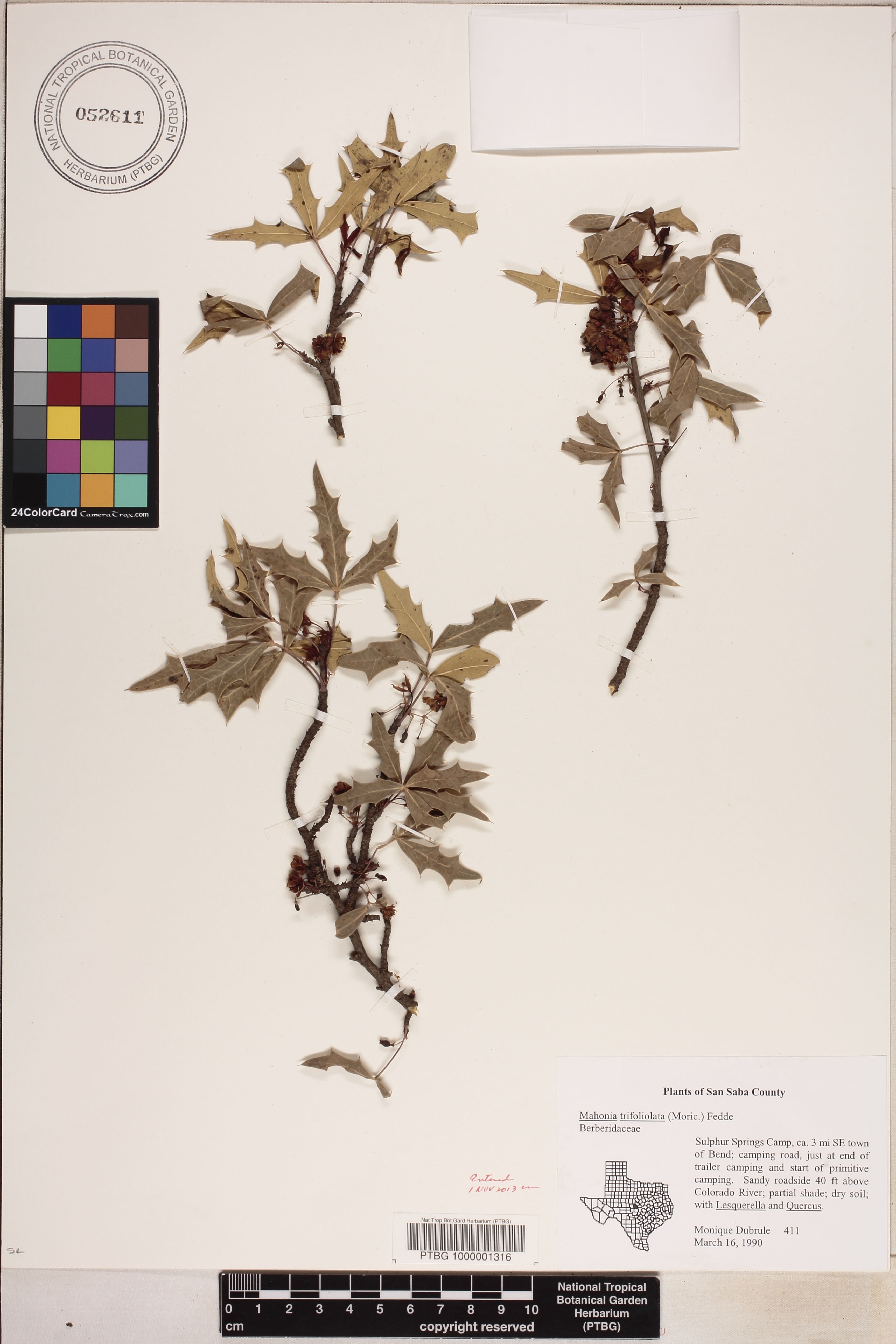 Berberis trifoliolata image
