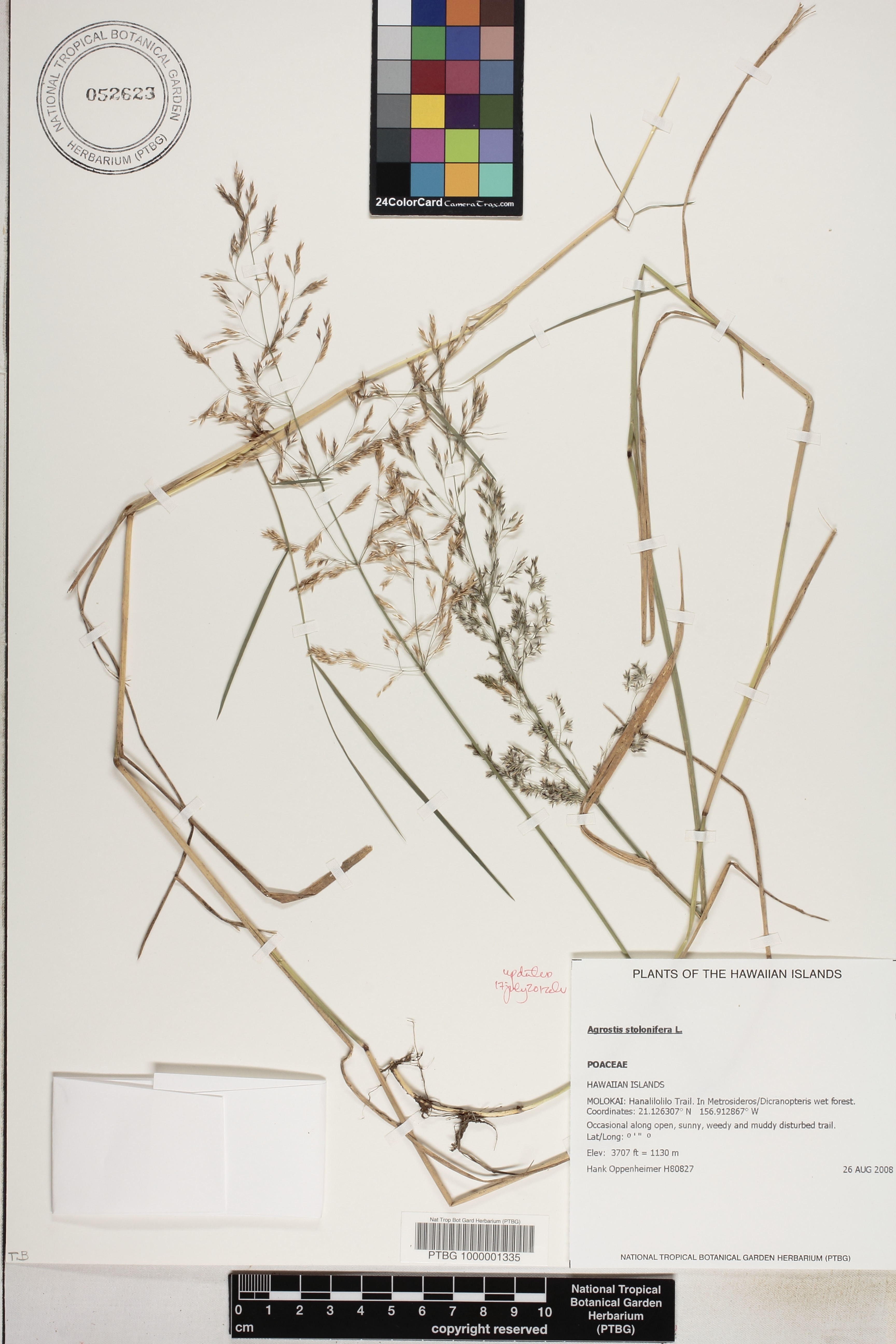 Agrostis image