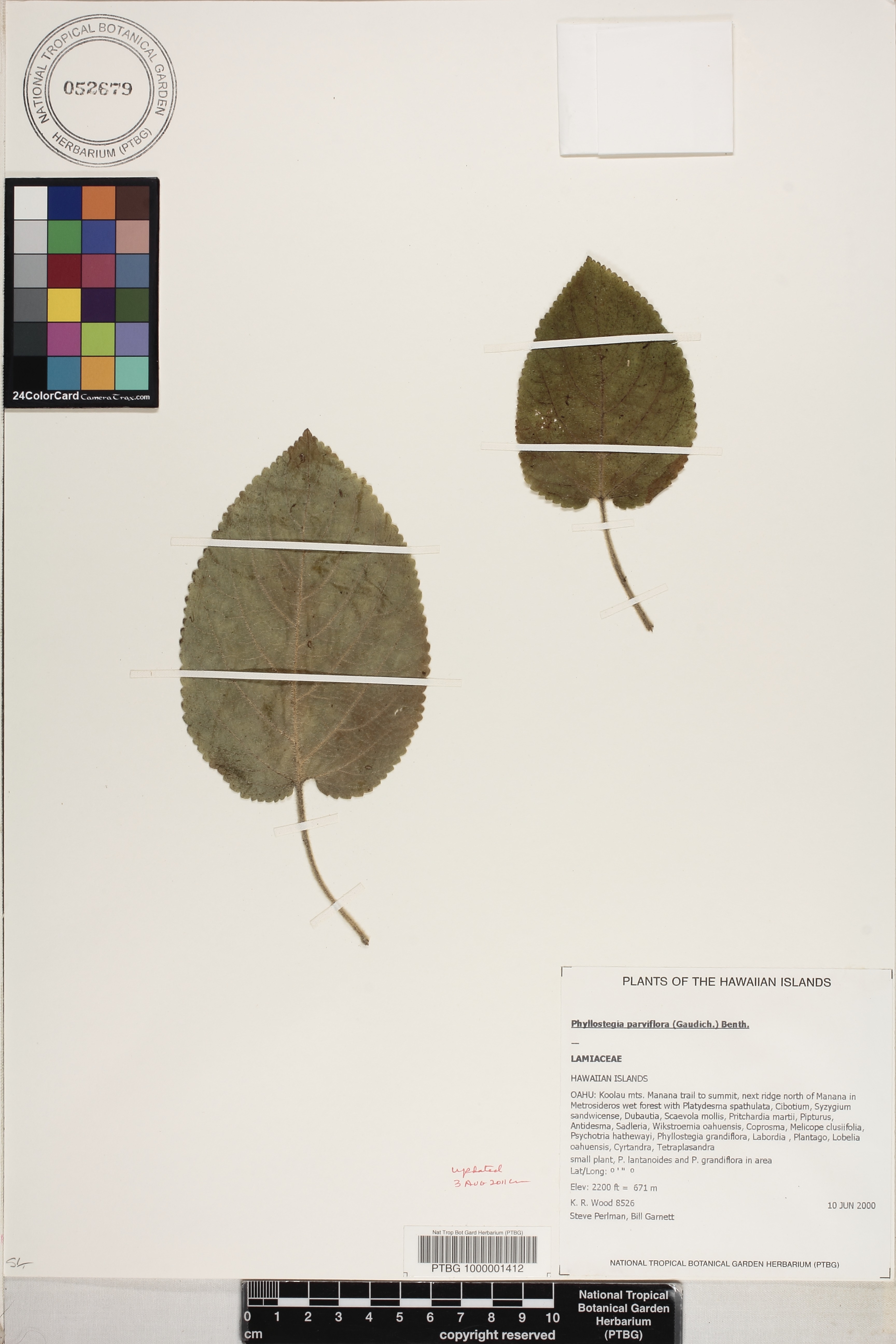 Phyllostegia parviflora image