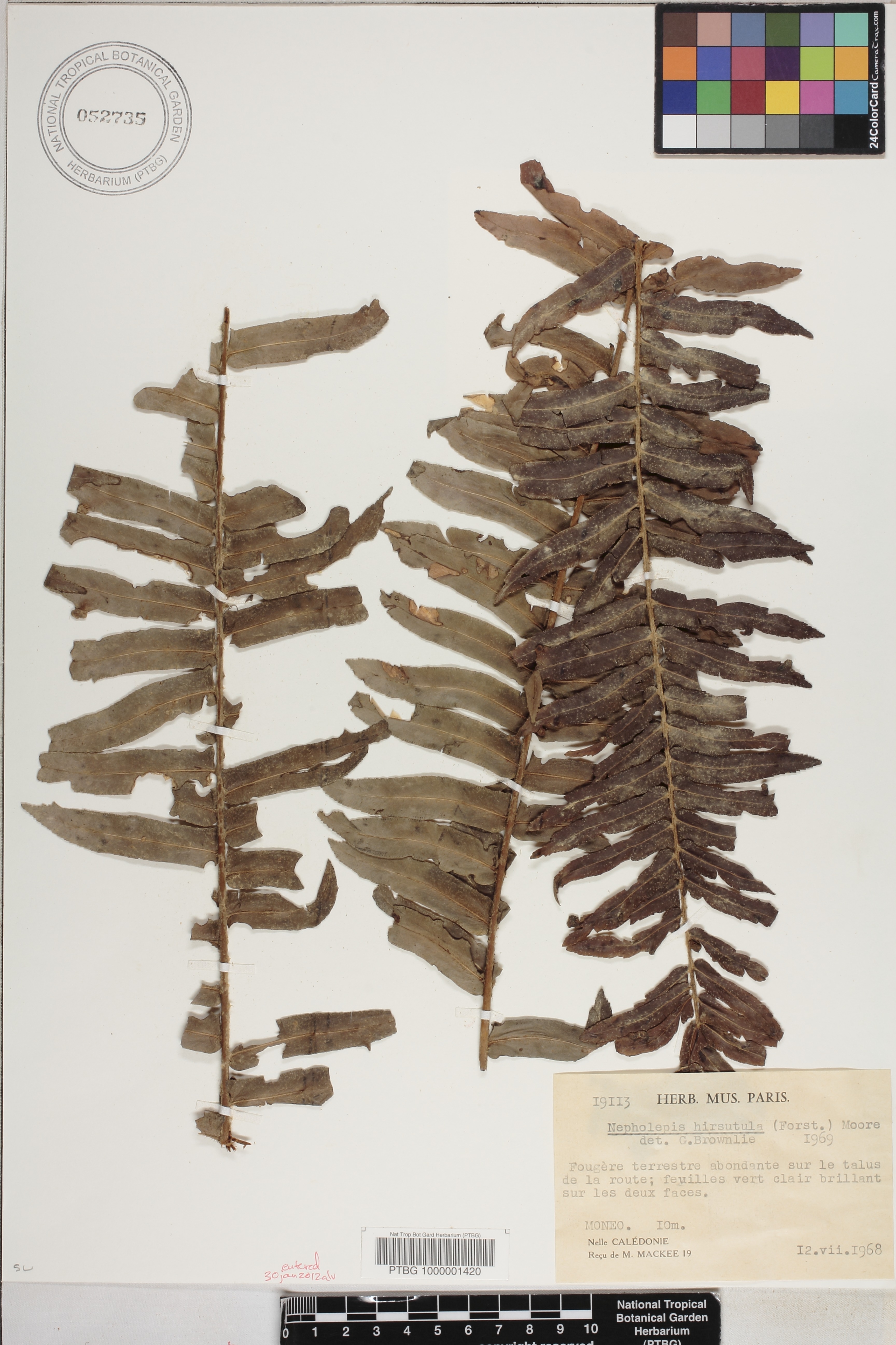Nephrolepidaceae image