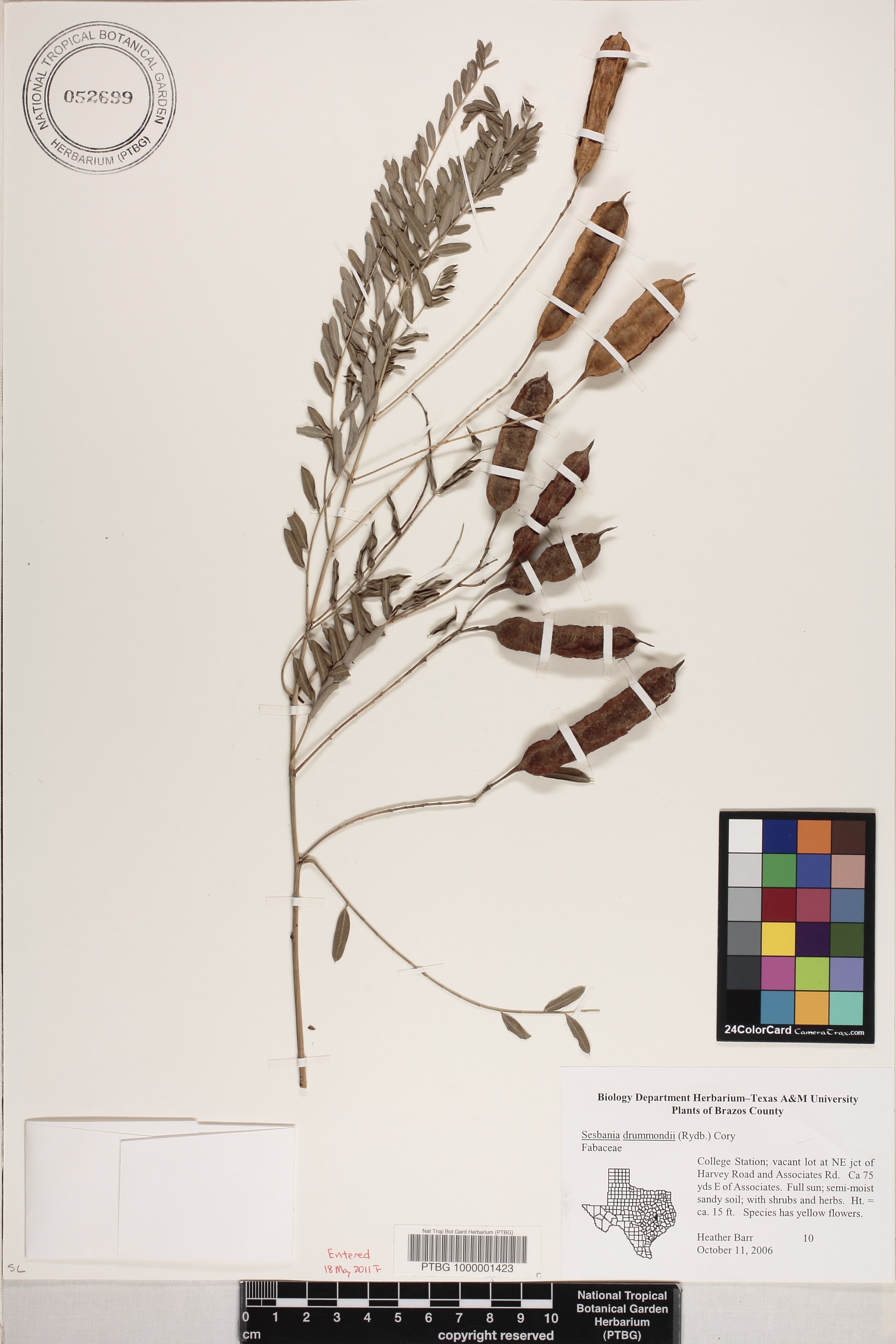 Sesbania drummondii image