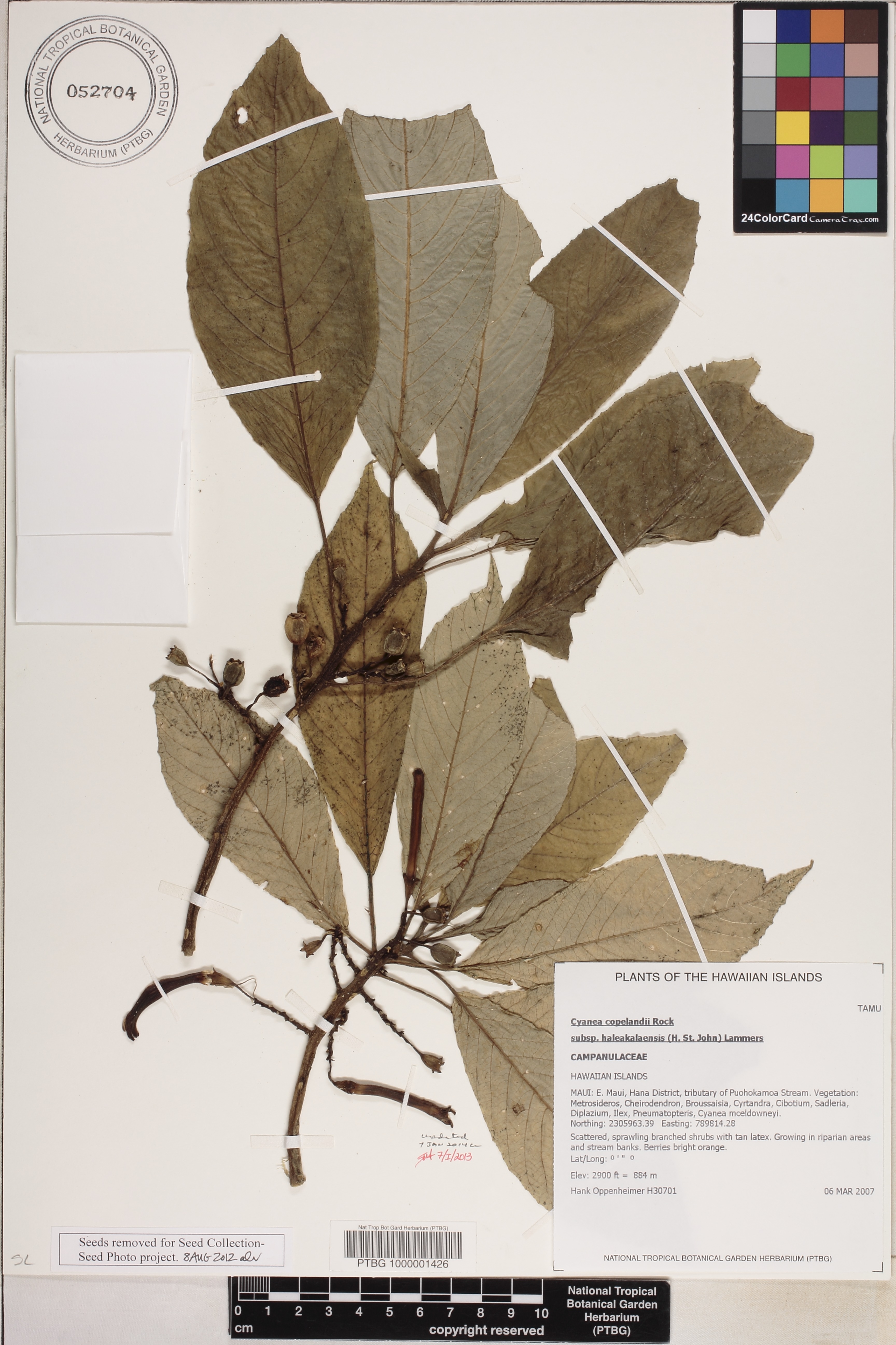 Cyanea copelandii subsp. haleakalaensis image
