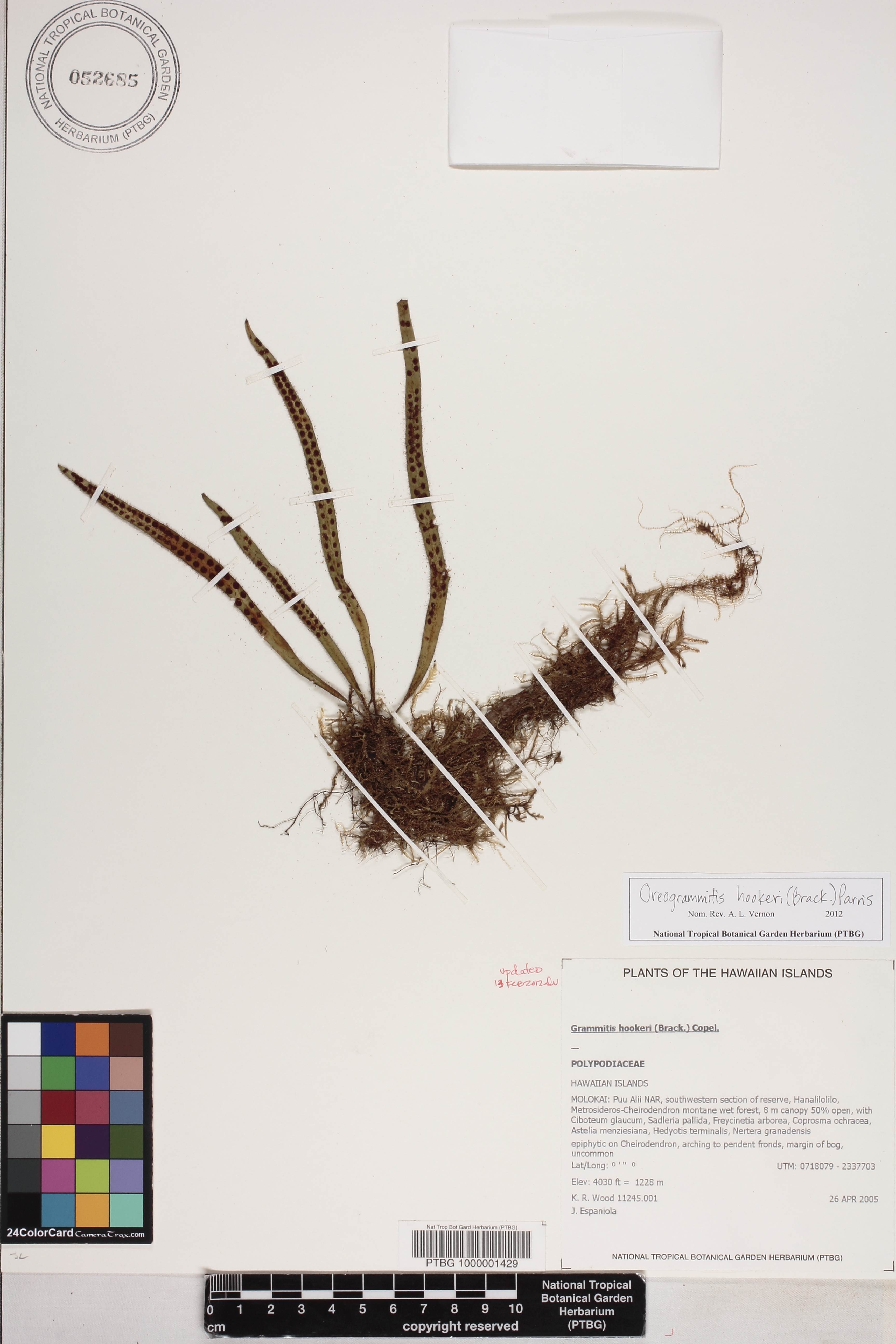 Oreogrammitis forbesiana image