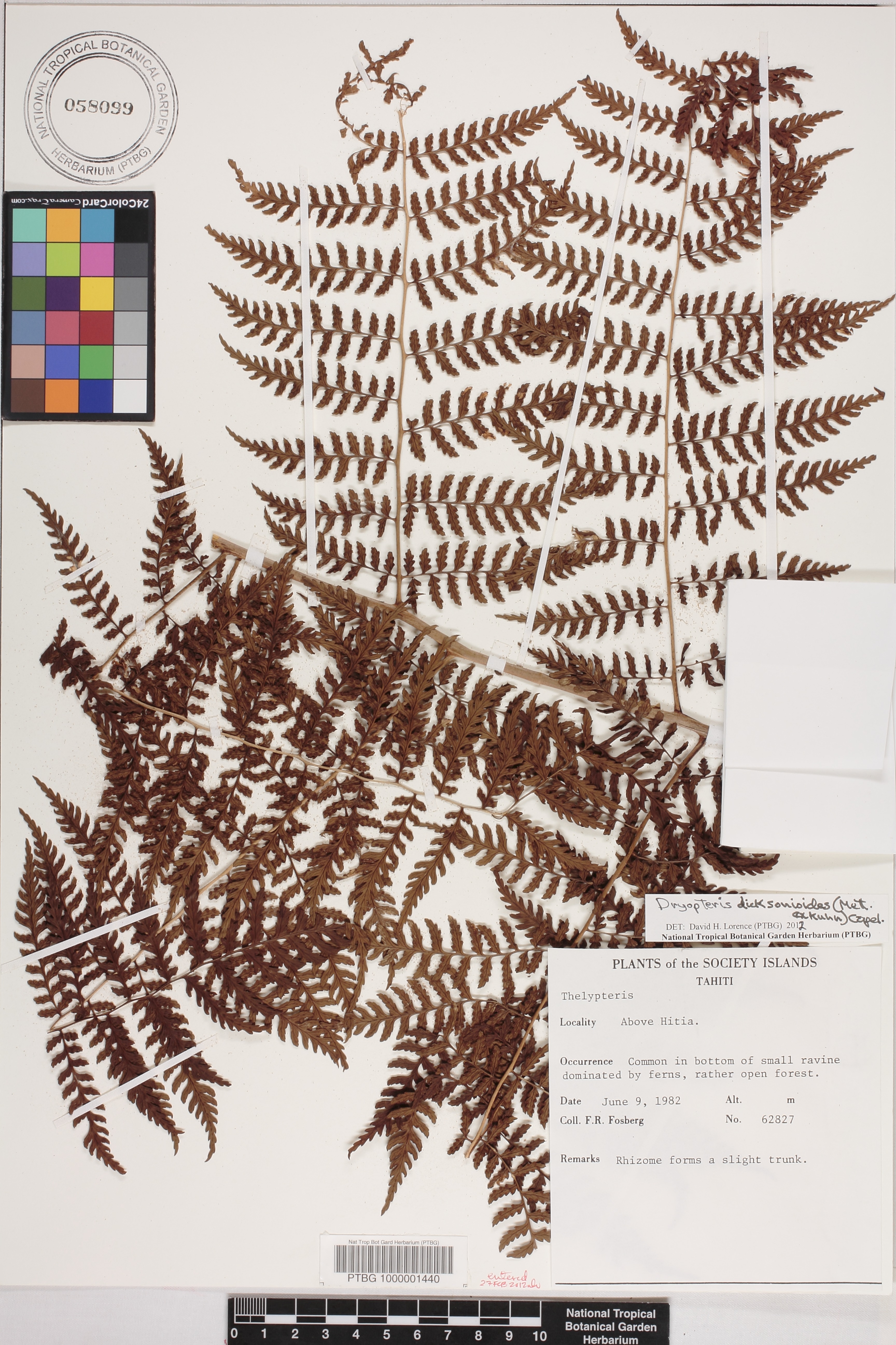 Dryopteris dicksonioides image