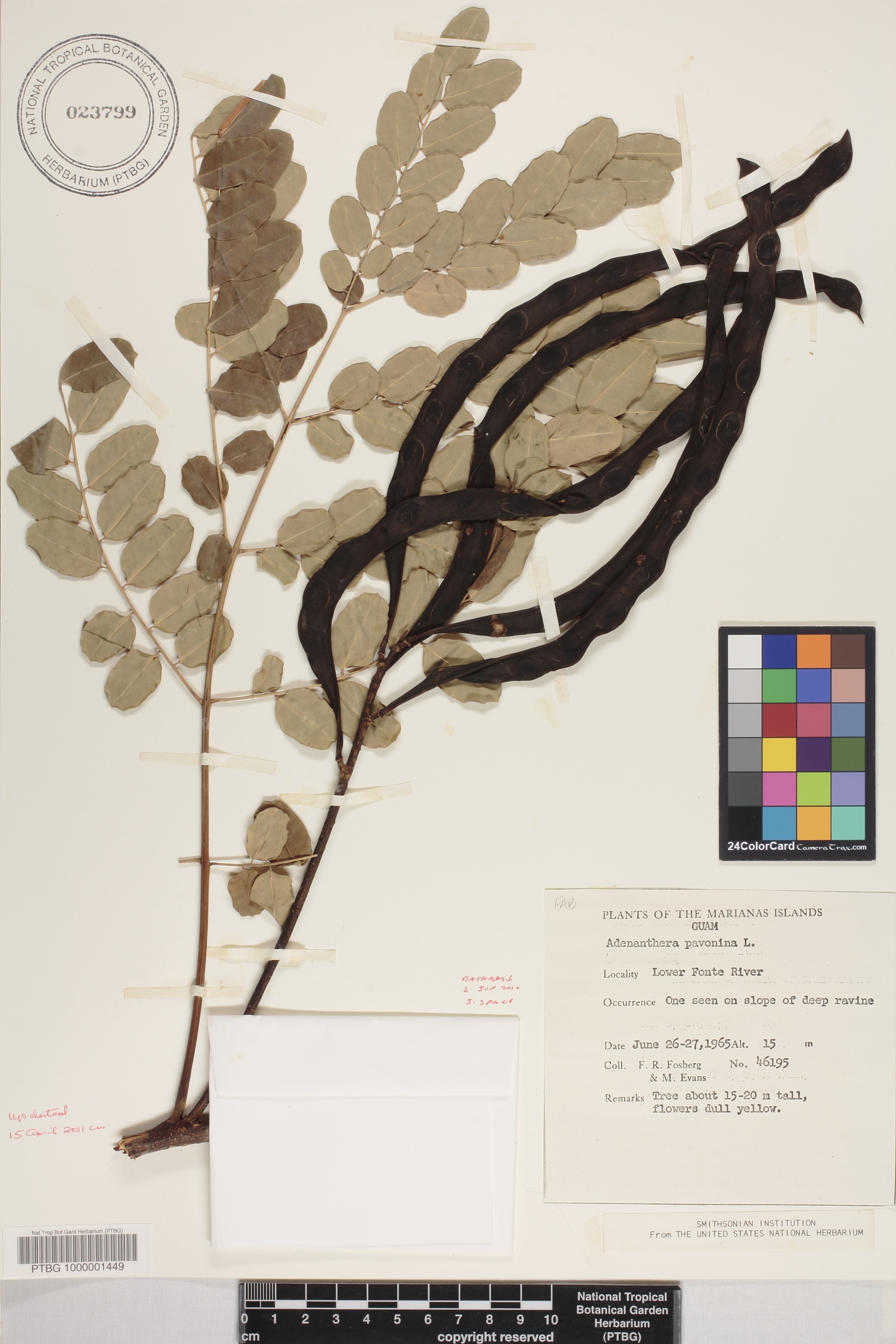 Adenanthera pavonina image