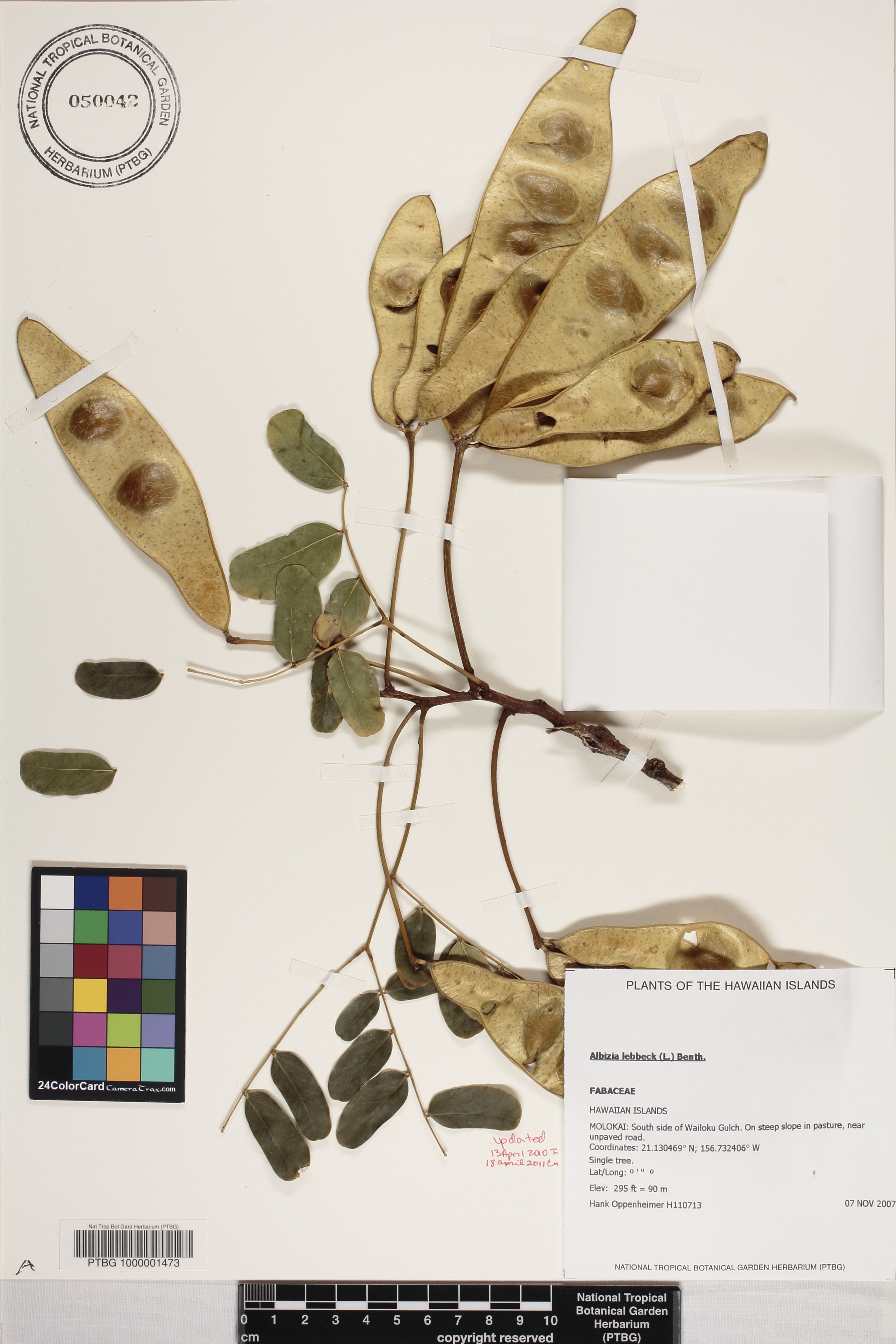 Albizia lebbeck image