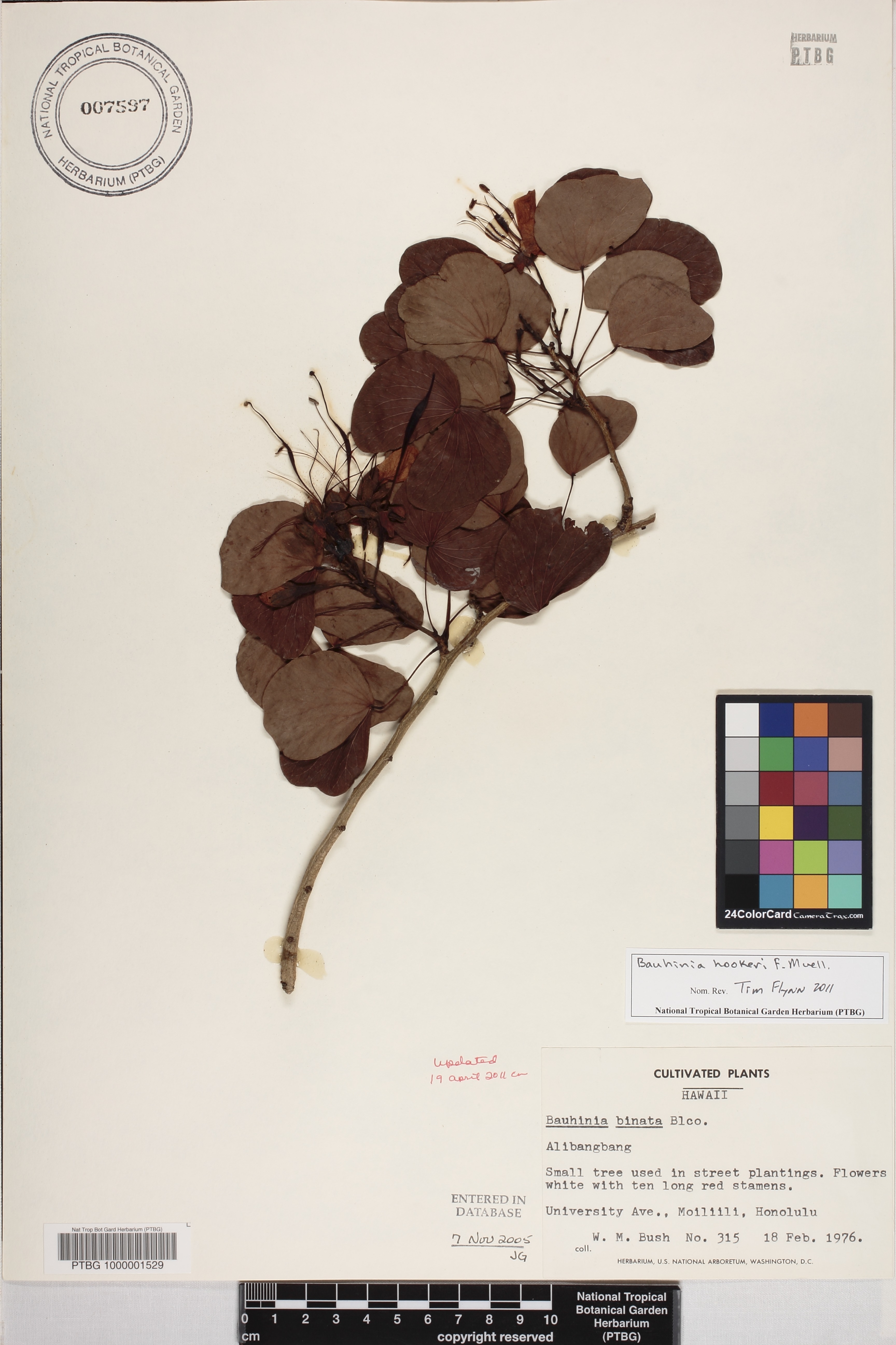 Bauhinia hookeri image
