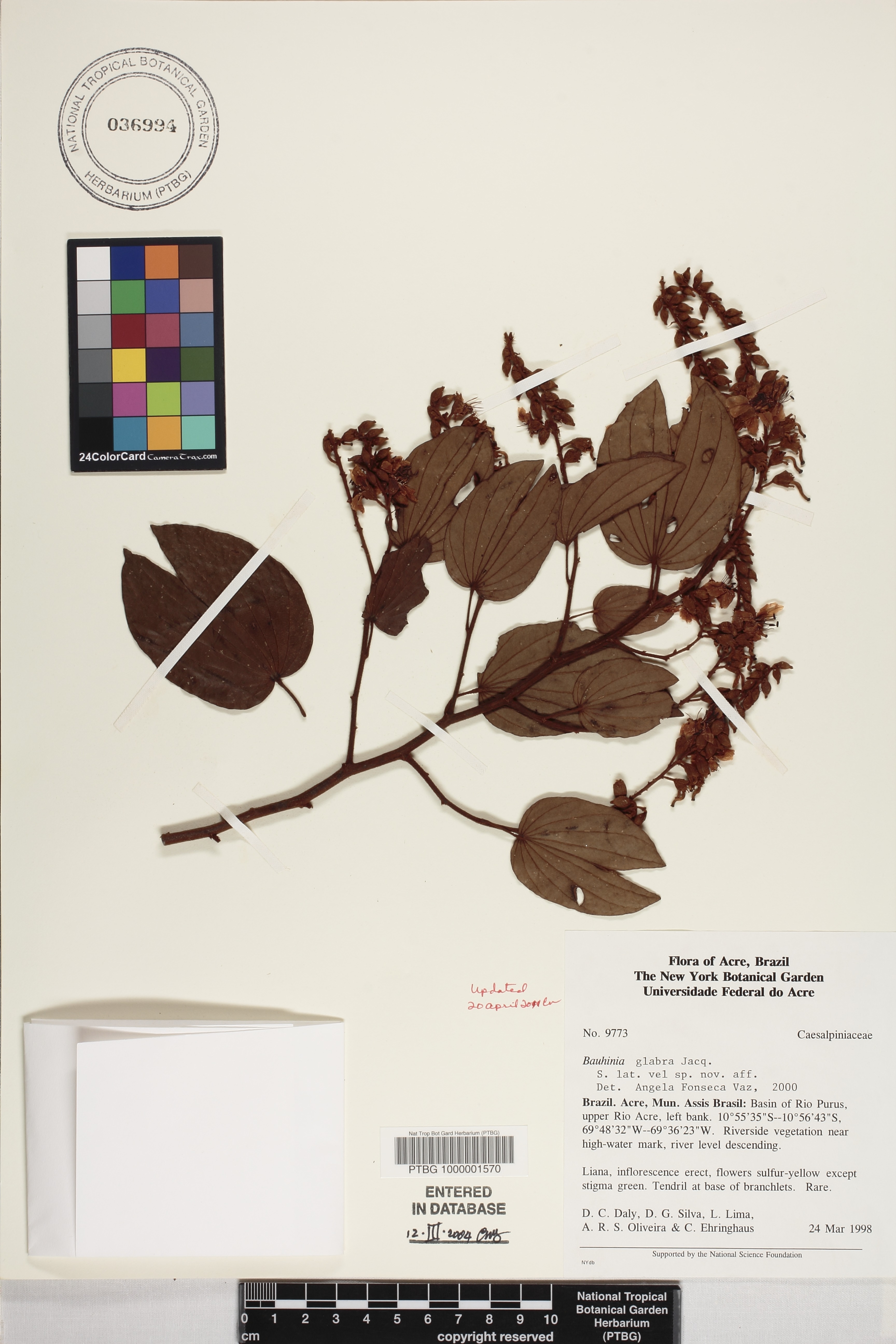 Bauhinia image