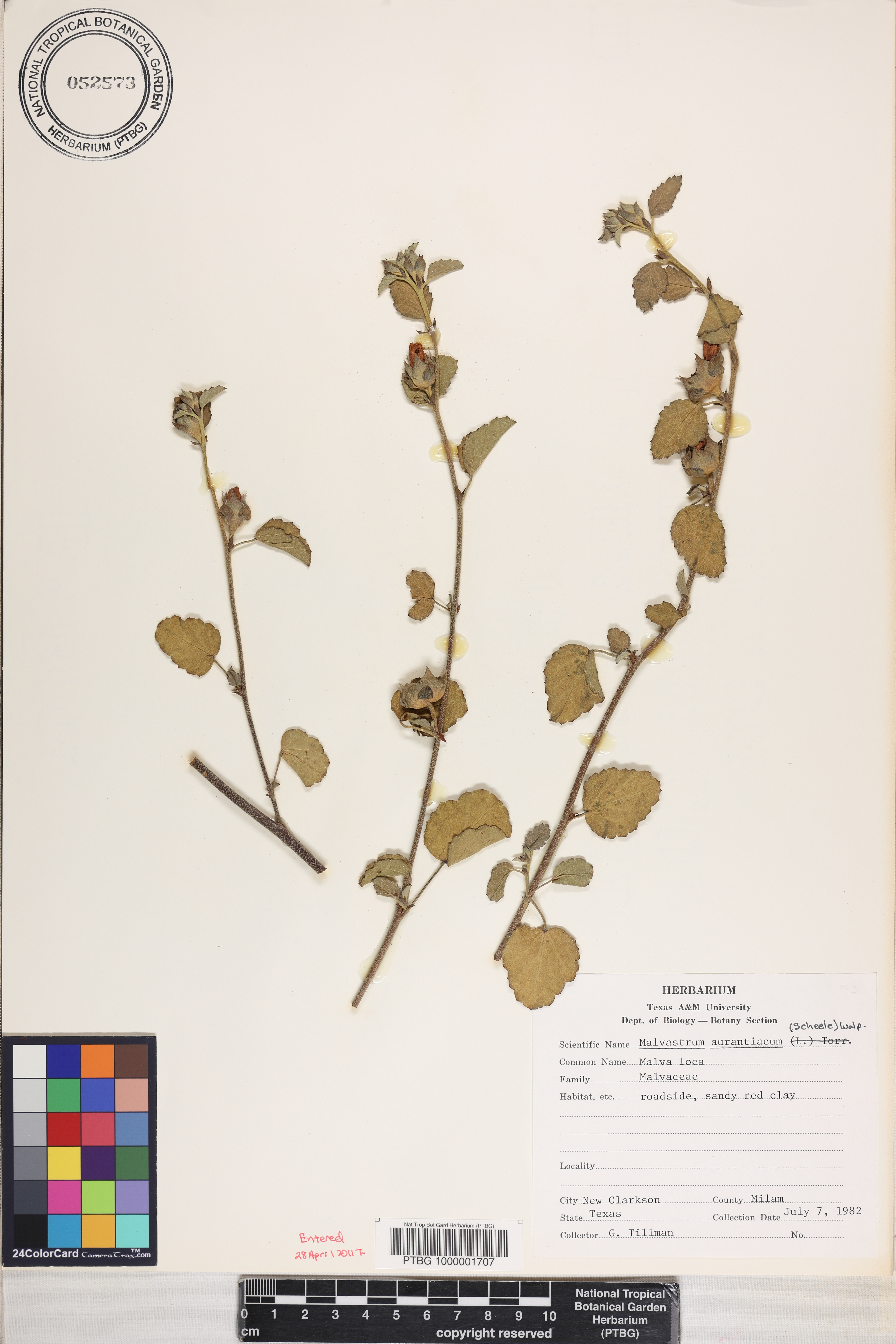 Malvastrum aurantiacum image