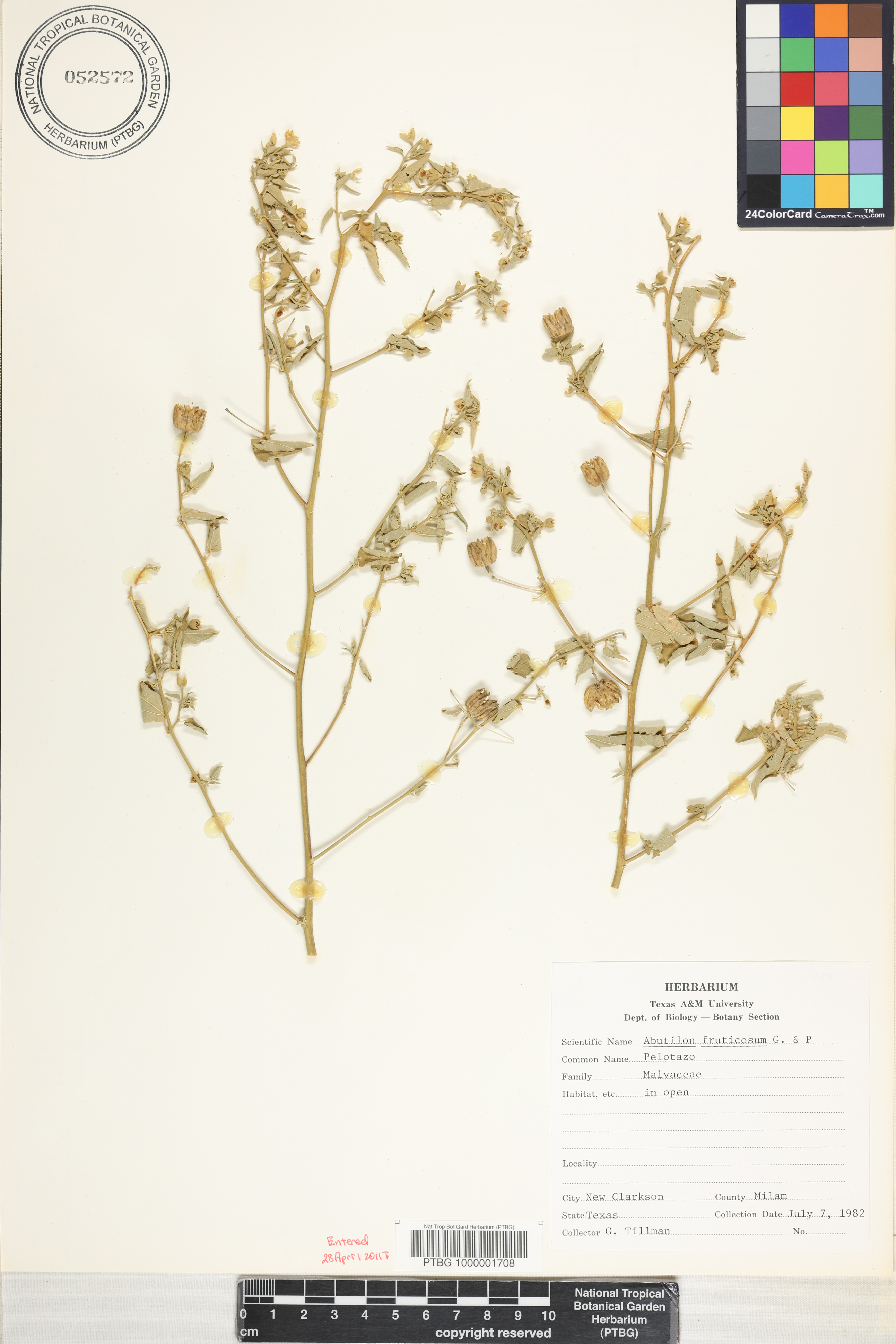 Abutilon fruticosum image