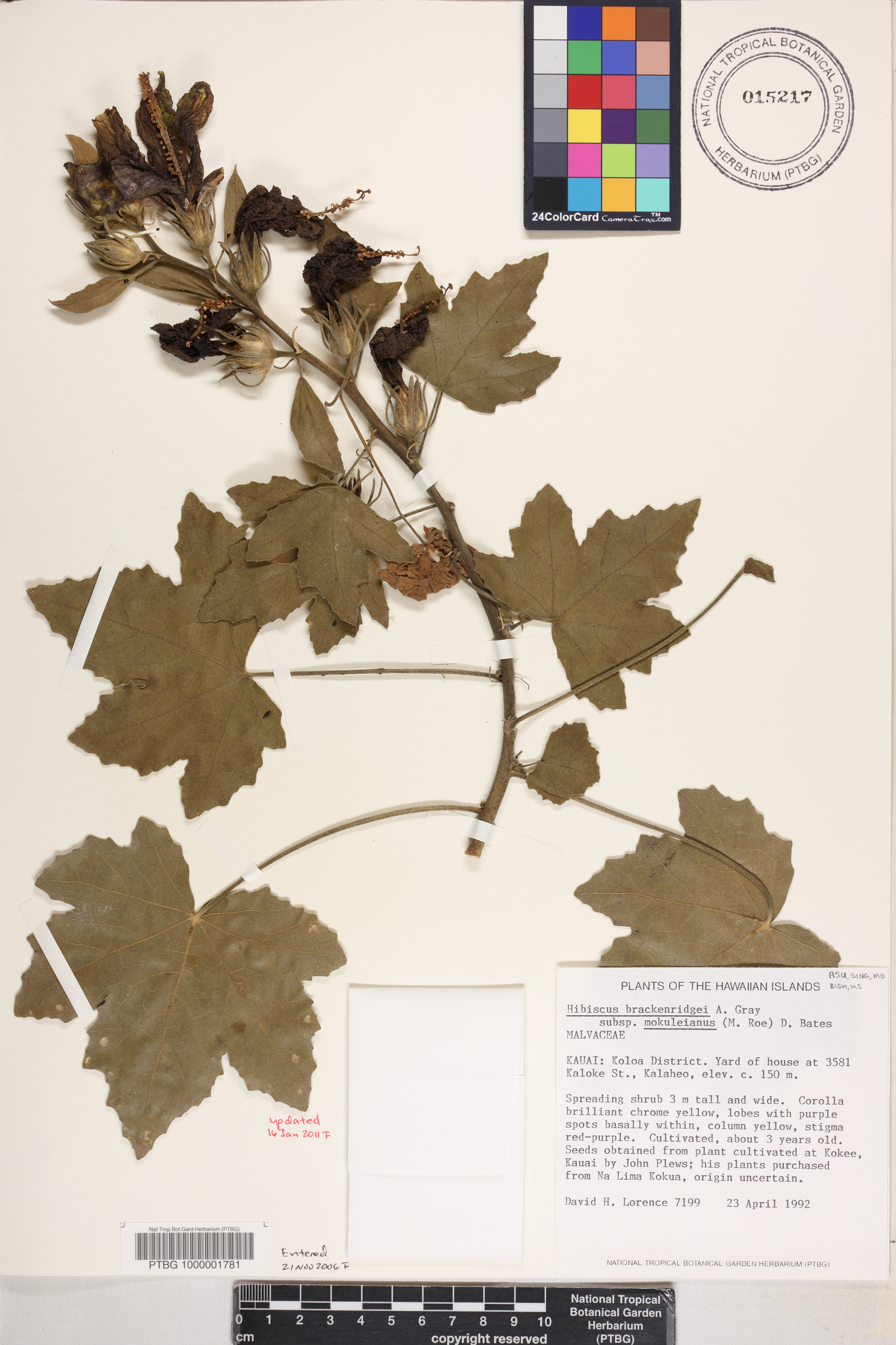 Hibiscus brackenridgei subsp. mokuleianus image