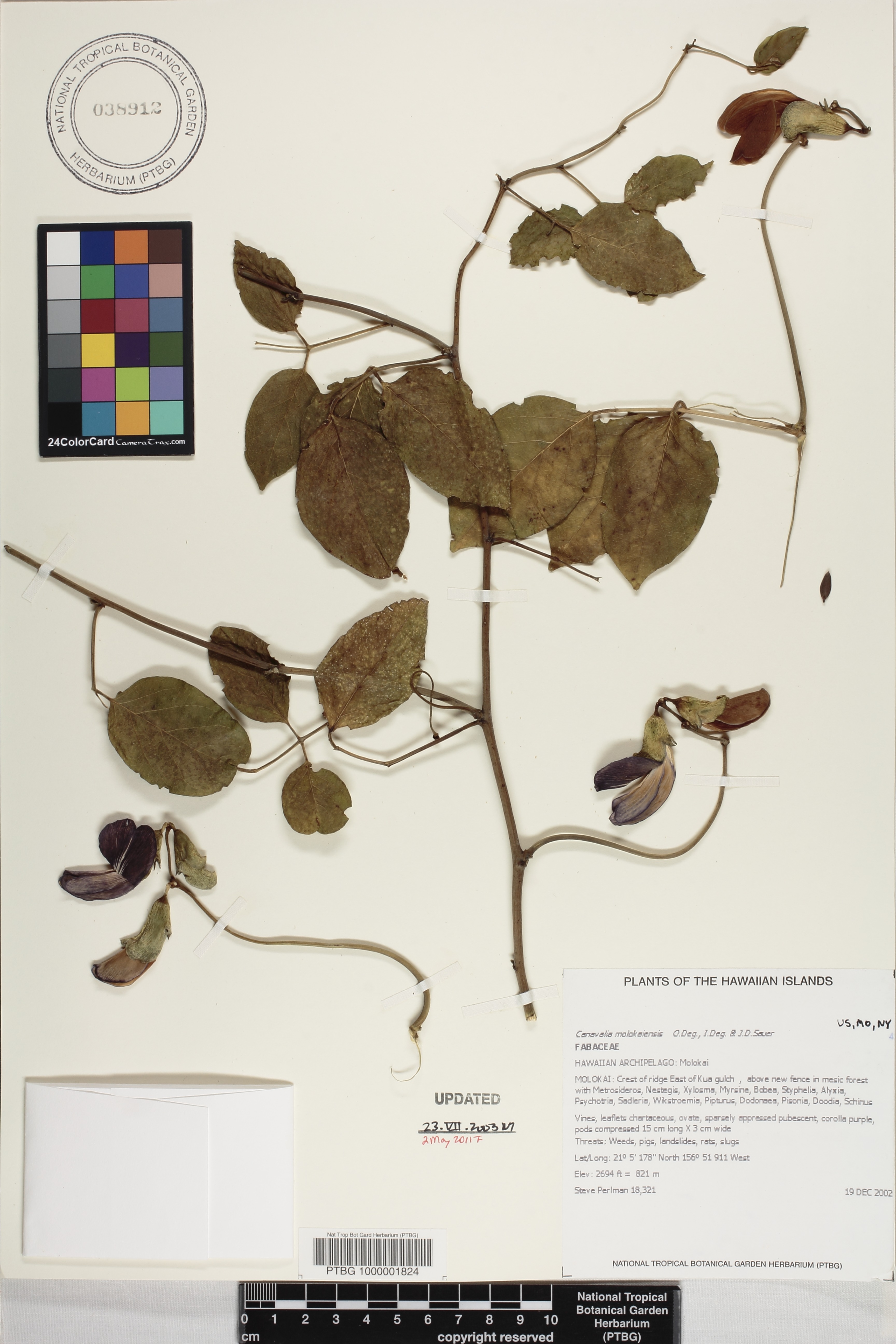 Canavalia molokaiensis image